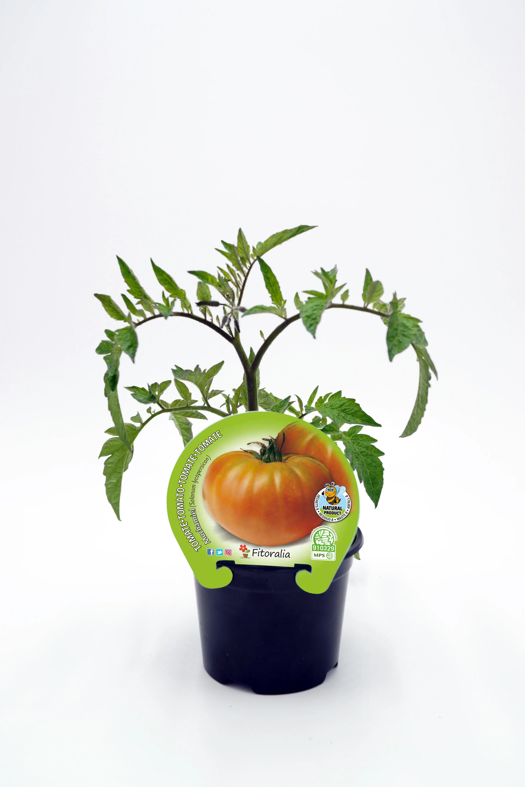 Plantón Tomate Muchamiel En Maceta 10,5 Cm. Natural - Fitoralia