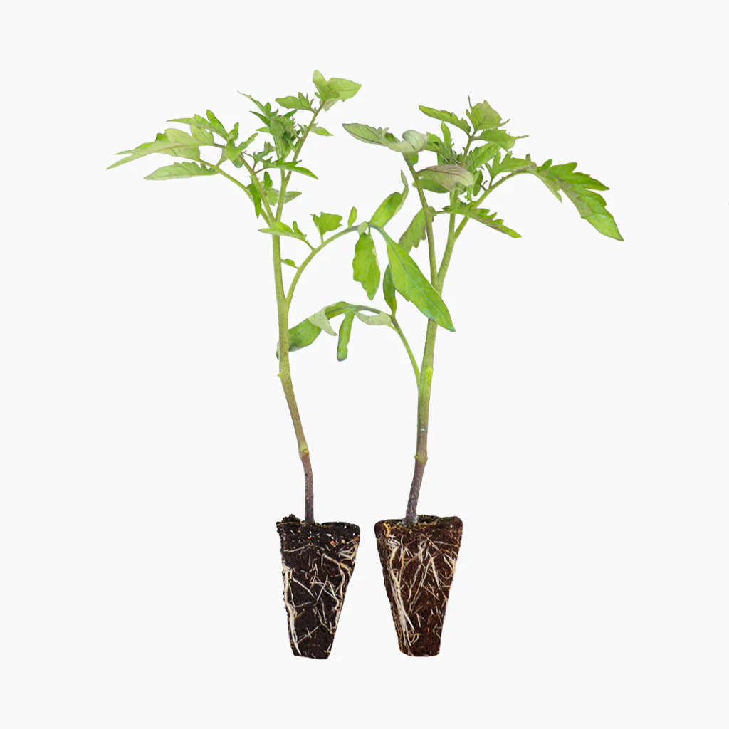 Plantón Tomate Noire De Crimée 2 Unidades - Plantabo