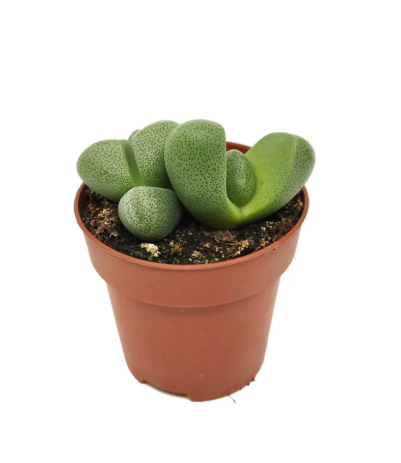 Pleiospilos Nelii Cactus Y Suculentas M8,5 Cm Ø