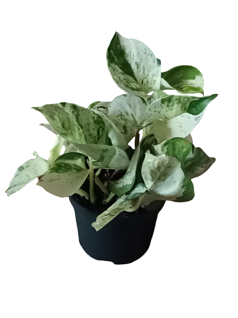 Potho Blanco Happy Leaf Planta De Interior Colgante Ø12