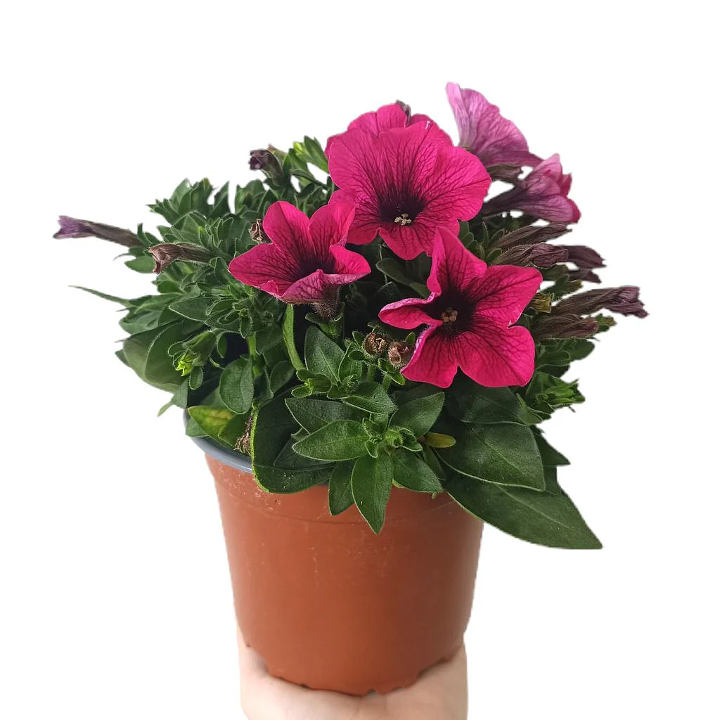Potunia M14