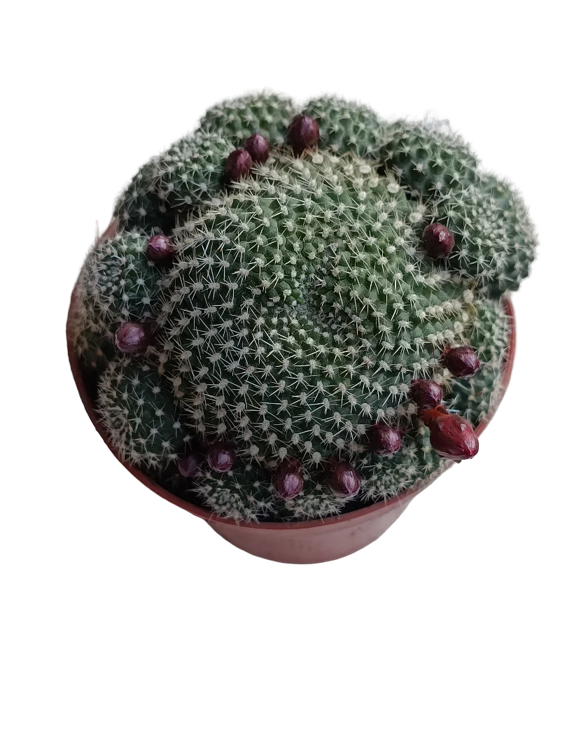 Rebutia Krainziana Planta Cactus Ø8 Flor Roja