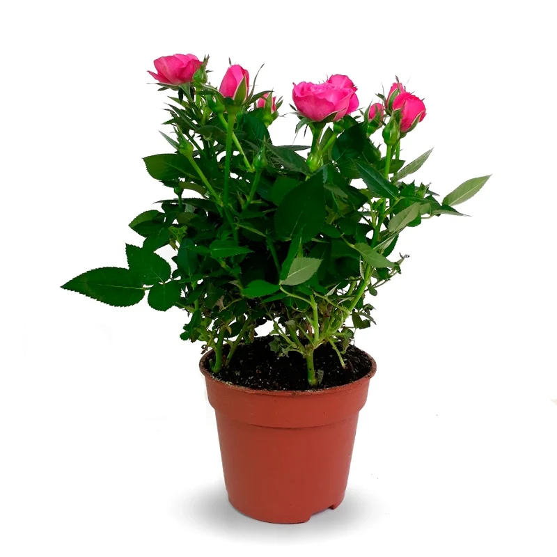 Rosal Mini La Belleza De Una Flor Única En Miniatura M13 Maceta 13cm