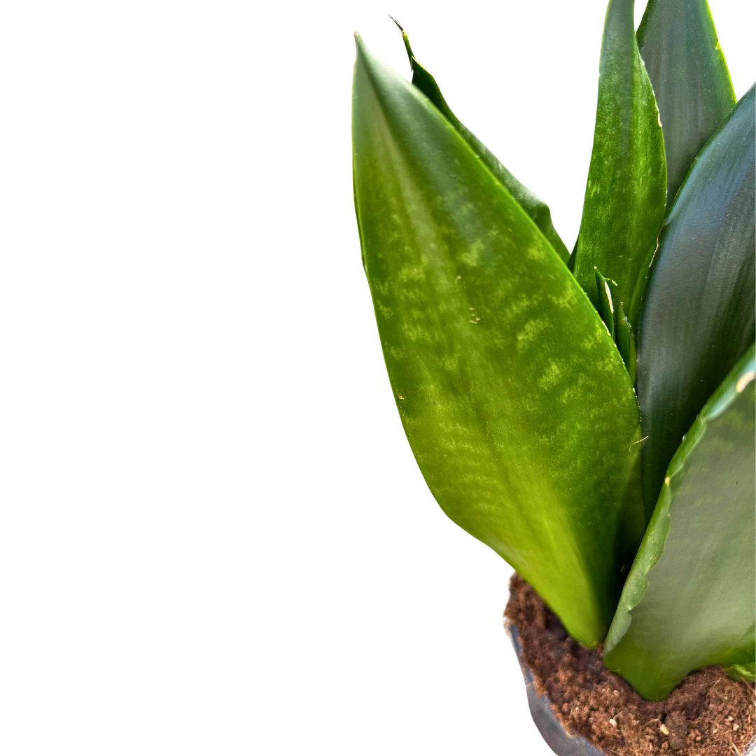 Sansevieria Zeilanica Lengua De Suegra O Espada De San Jorge Planta Muy Resistente Para Interior Maceta 17cm - Image 2