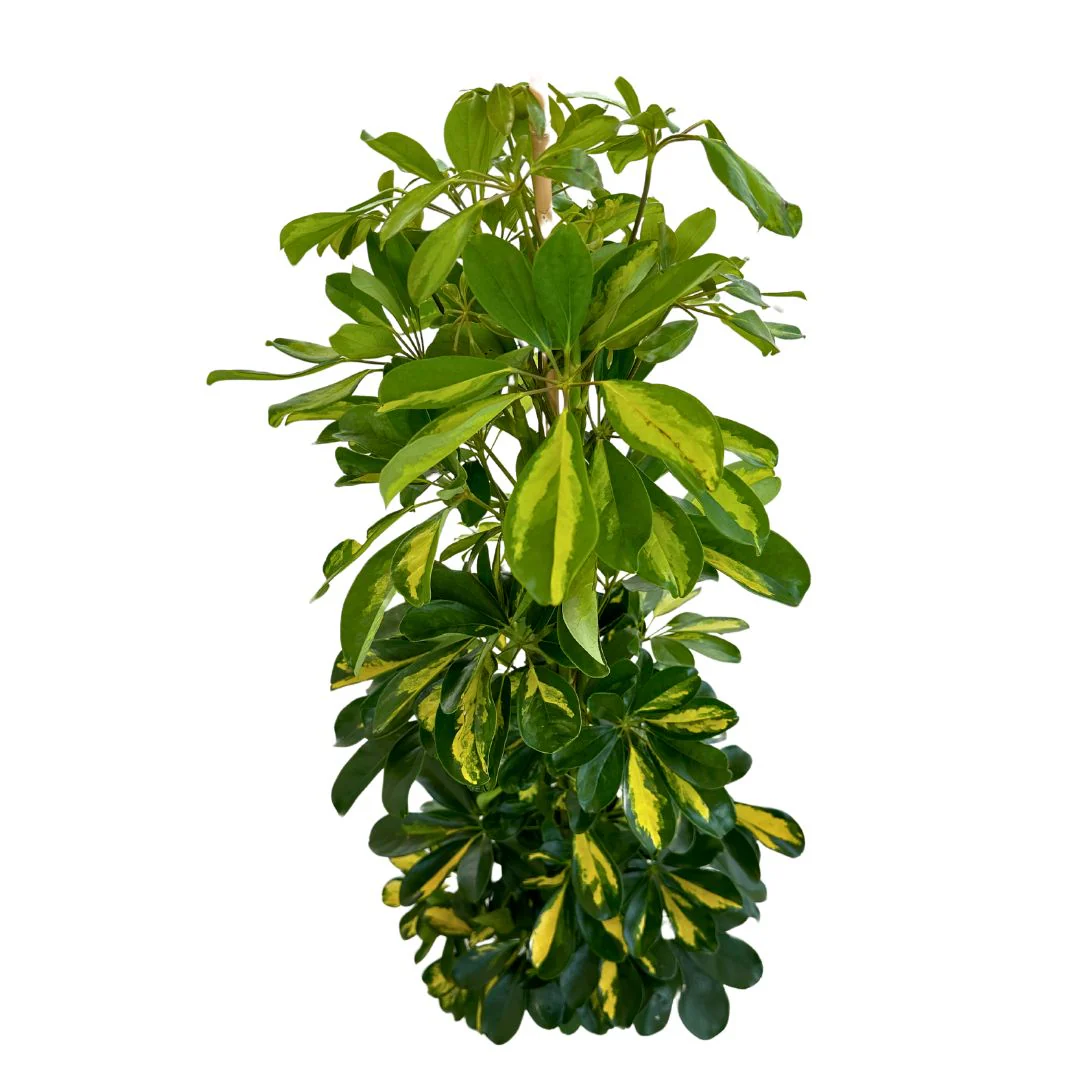 Schefflera Gold Capela Planta De Exterior Con Fuerte Resistencia M17