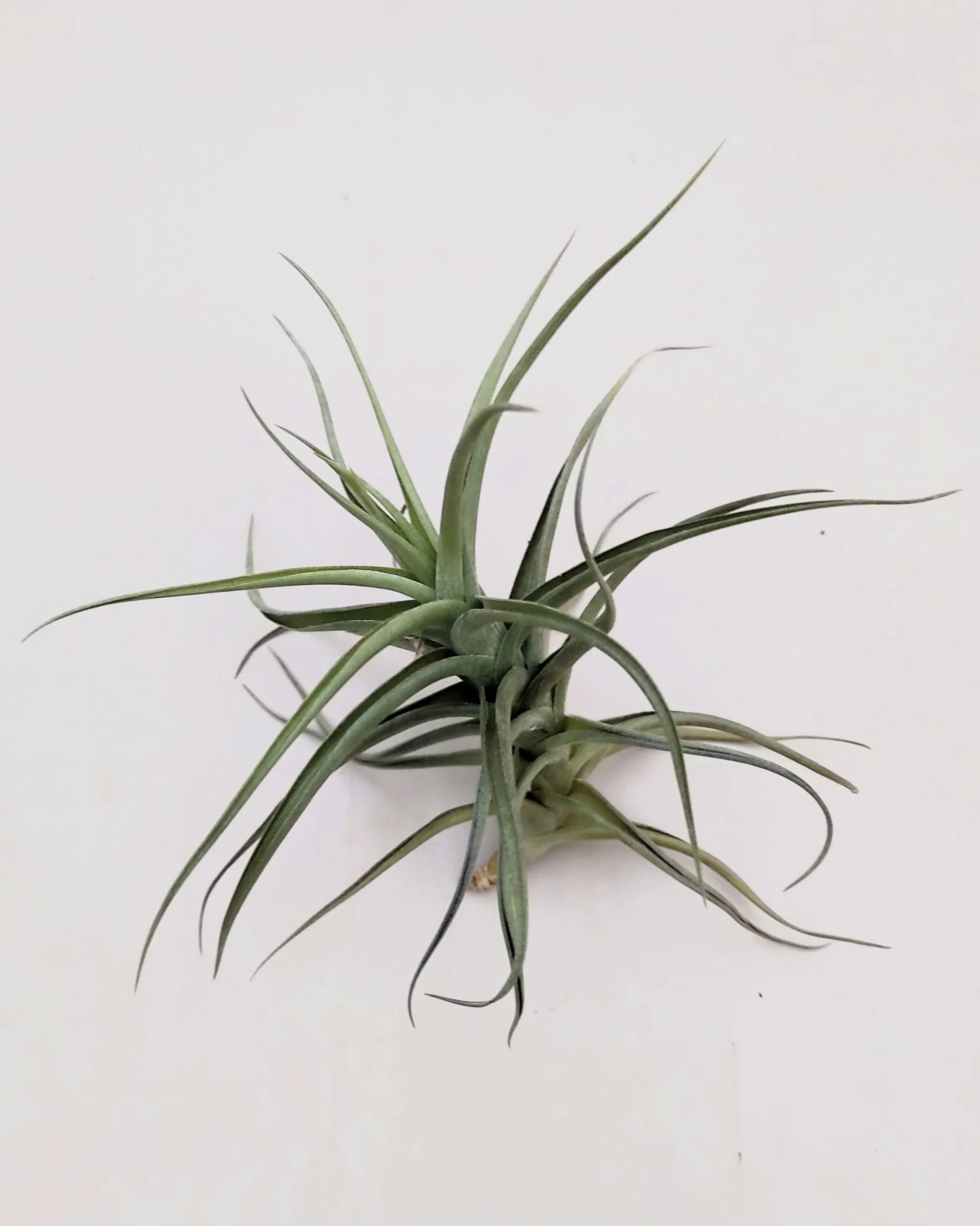 Tillandsia bergeri; planta del aire resistente y de fácil cuidado; Curiosarium; altura 12-15 cm, diámetro 15 cm - Image 4