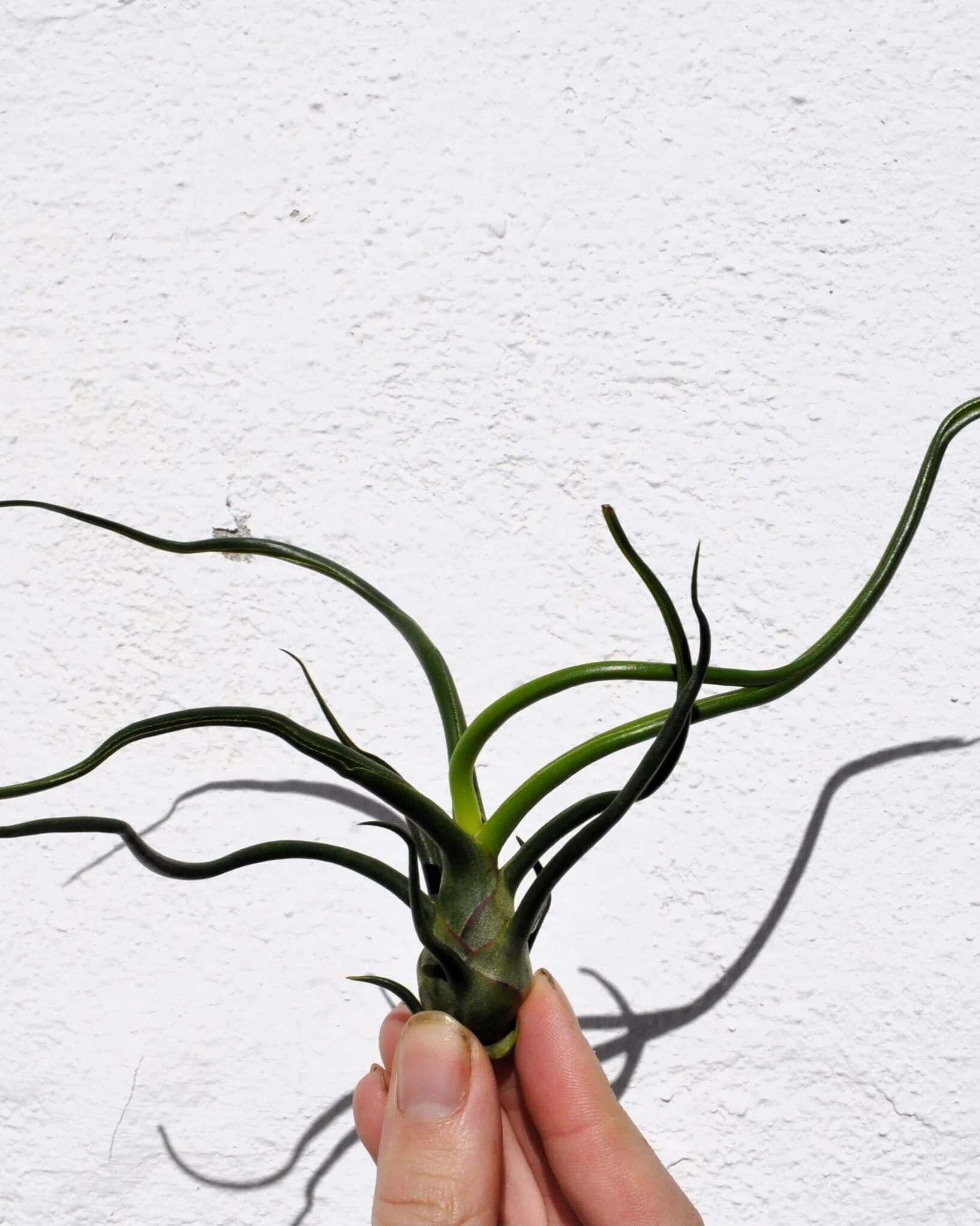 Tillandsia bulbosa; planta del aire verde; Curiosarium; altura 8-12 cm, diámetro 10-15 cm - Image 2