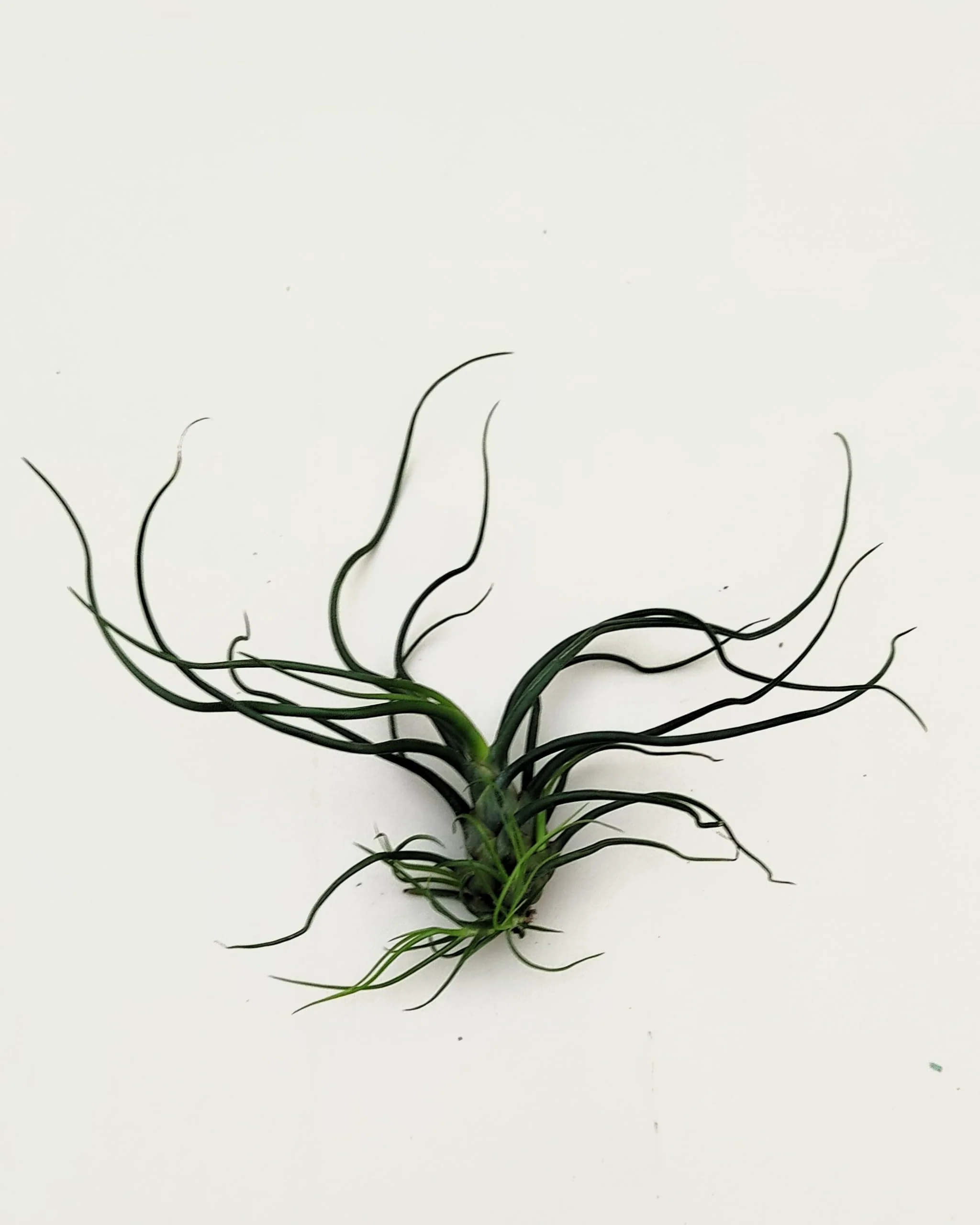 Tillandsia bulbosa; planta del aire verde; Curiosarium; altura 8-12 cm, diámetro 10-15 cm - Image 3