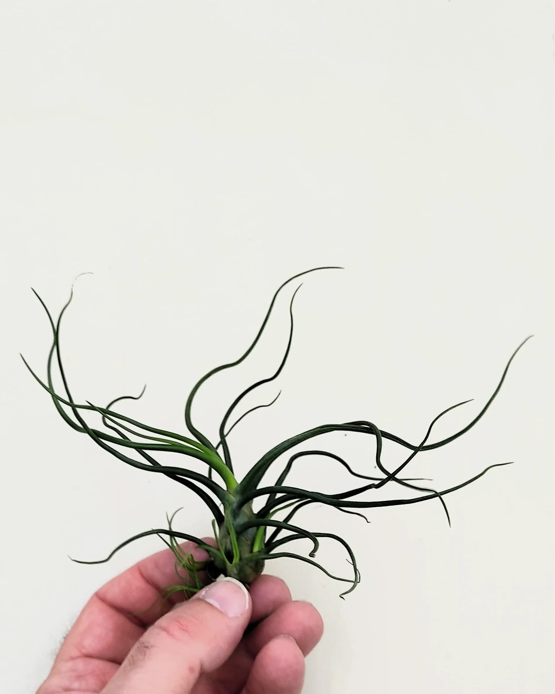 Tillandsia bulbosa; planta del aire verde; Curiosarium; altura 8-12 cm, diámetro 10-15 cm - Image 4