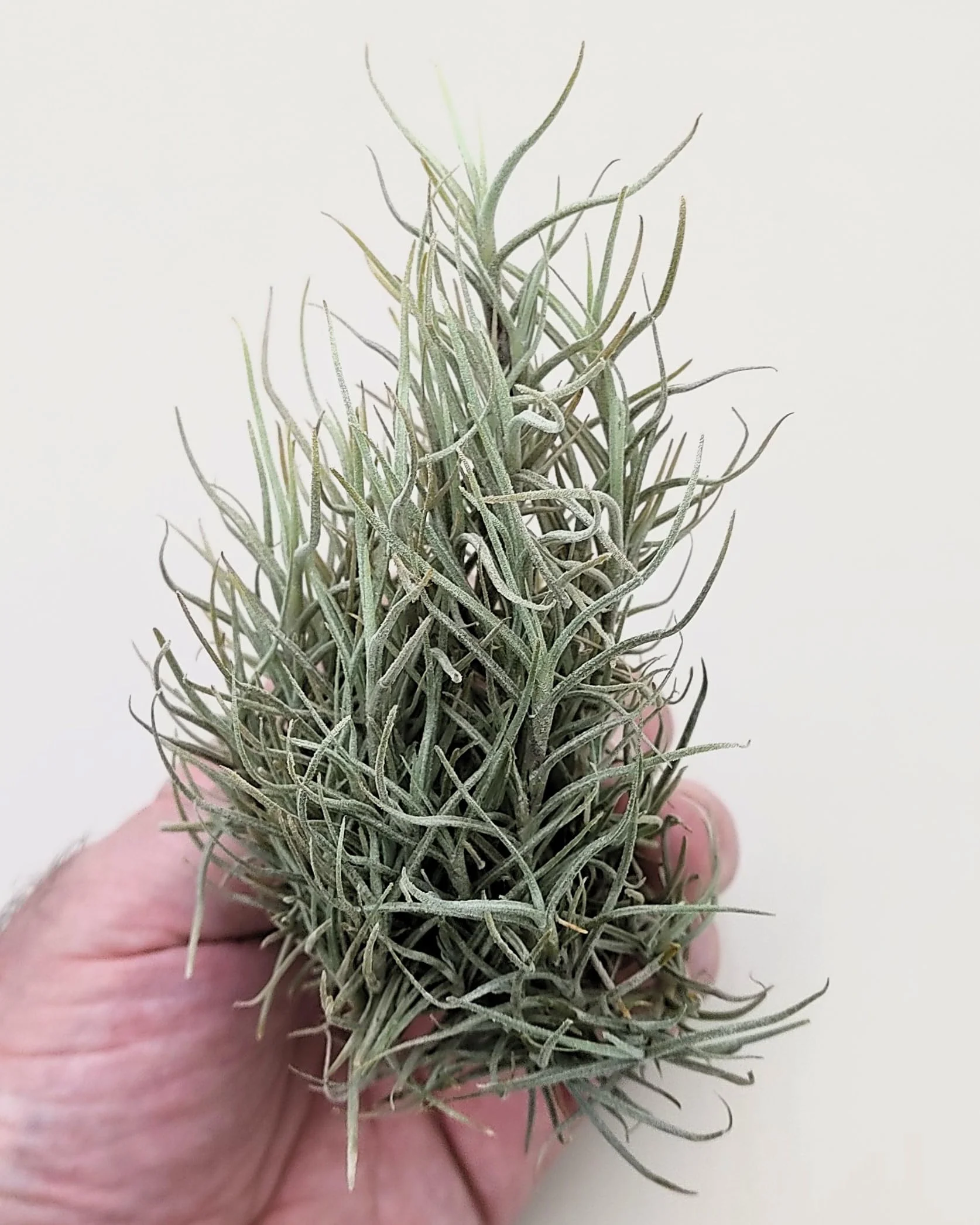 Tillandsia capillaris; tillandsia liquen, planta del aire; Curiosarium; altura 8 cm, diámetro 12-15 cm - Image 4