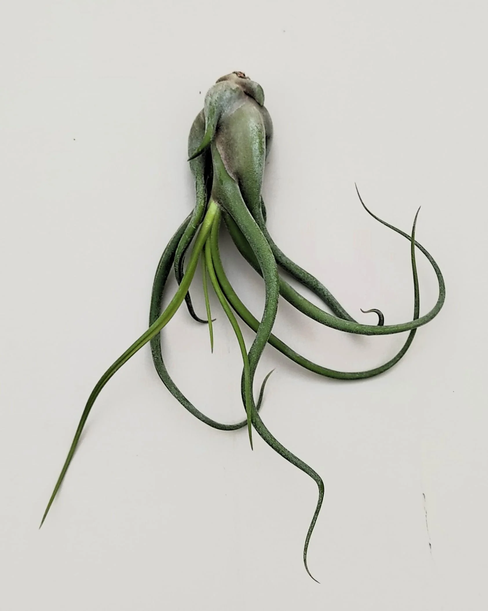 Tillandsia caput-medusae [M]; planta pulpo, cabeza de Medusa; Curiosarium; altura 12-15 cm, Diámetro 12-15 cm - Image 3