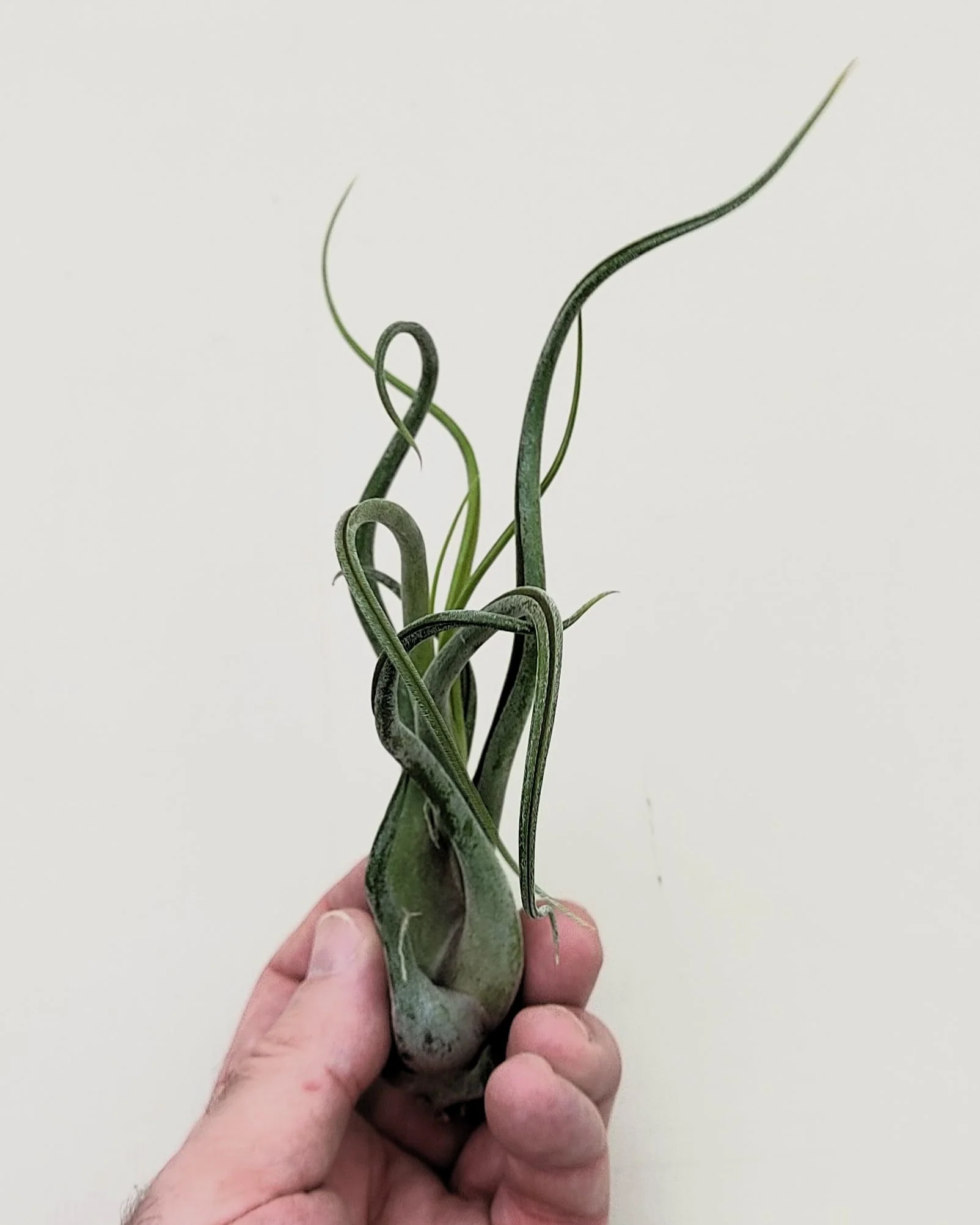 Tillandsia caput-medusae [M]; planta pulpo, cabeza de Medusa; Curiosarium; altura 12-15 cm, Diámetro 12-15 cm - Image 4