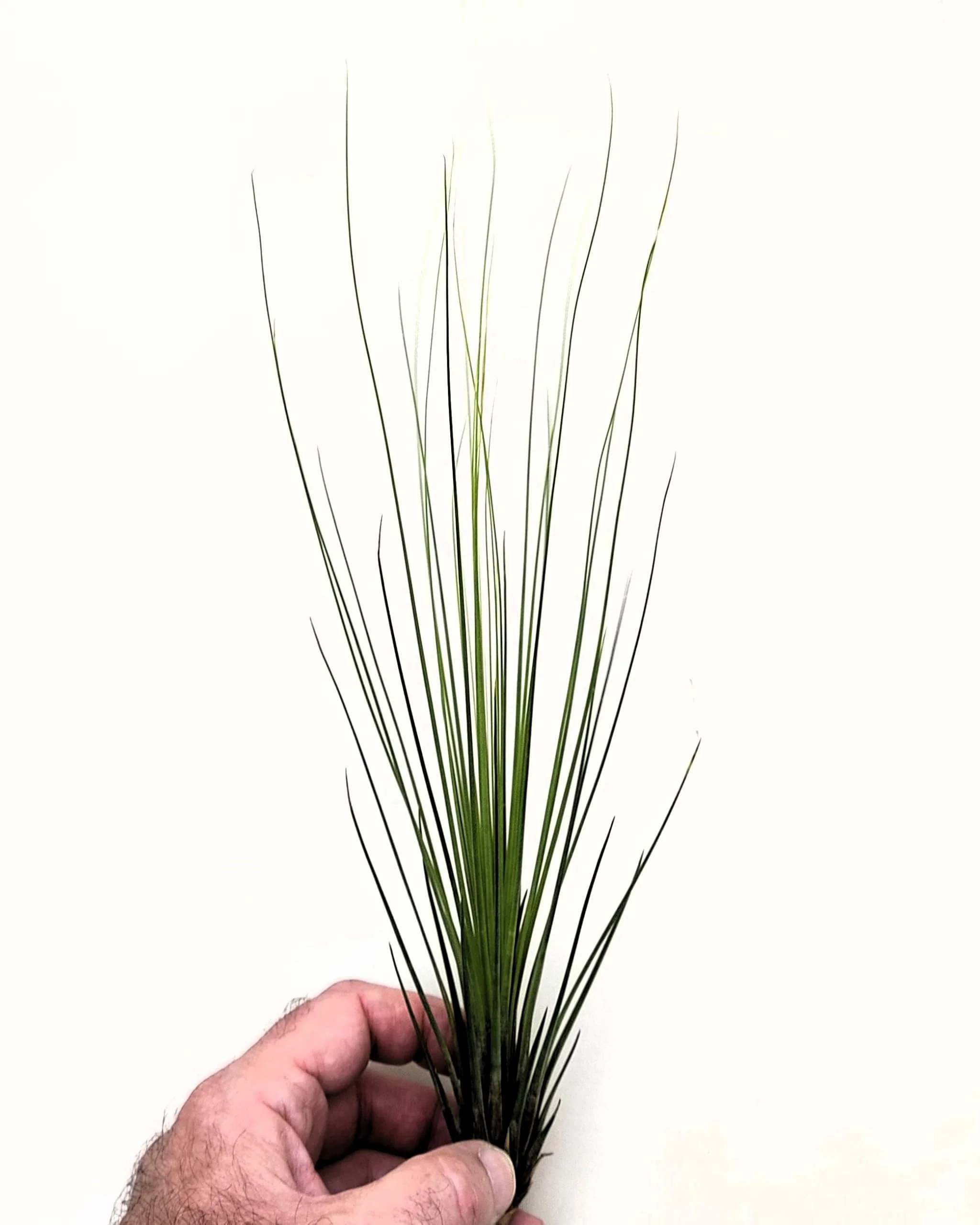 Tillandsia juncifolia; tillandsia de hojas de junco, planta del aire; Curiosarium; altura 20-25 cm, diámetro 10-15 cm - Image 3