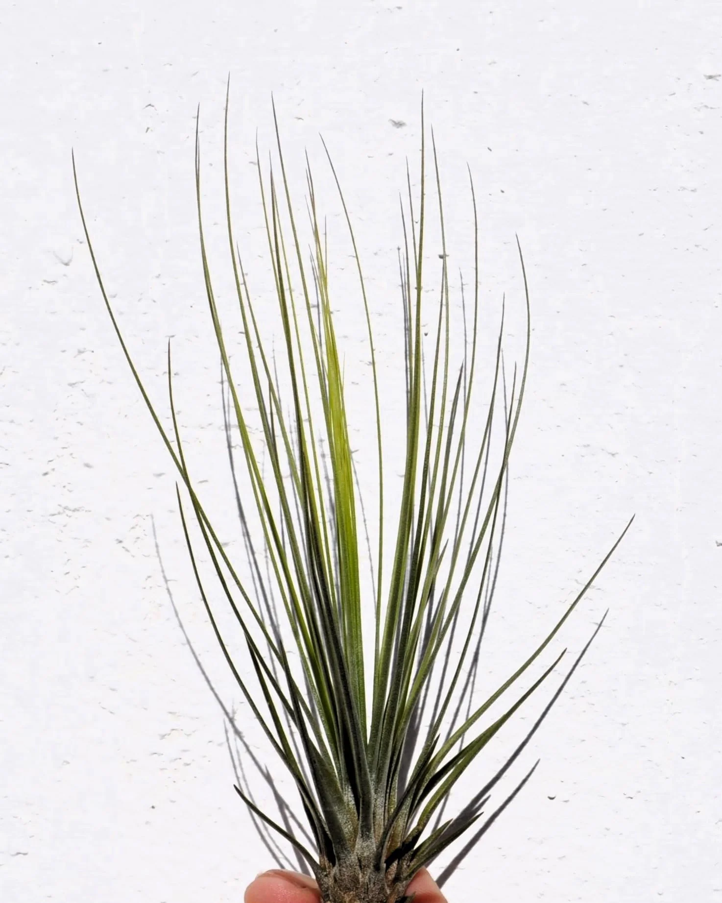 Tillandsia juncifolia; tillandsia de hojas de junco, planta del aire; Curiosarium; altura 20-25 cm, diámetro 10-15 cm - Image 6