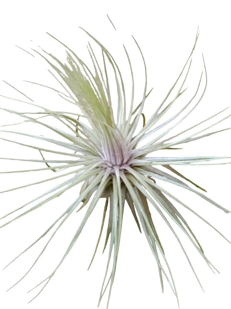 Tillandsia Magnusiana Clavel Del Aire Tillandsias