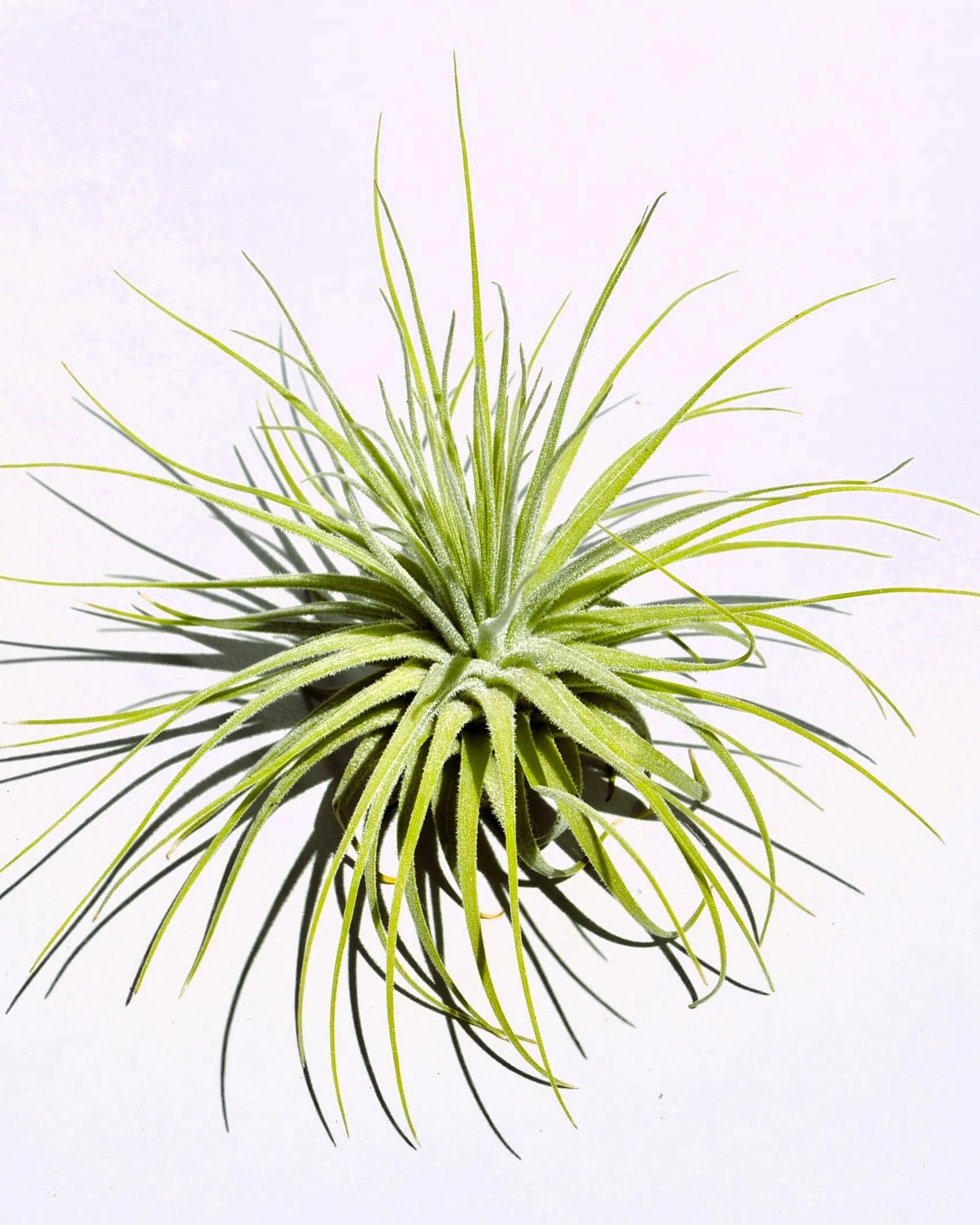 Tillandsia magnusiana; planta del aire, hojas finas y alargadas; Curiosarium; altura 10-12 cm, diámetro 15-20 cm - Image 2