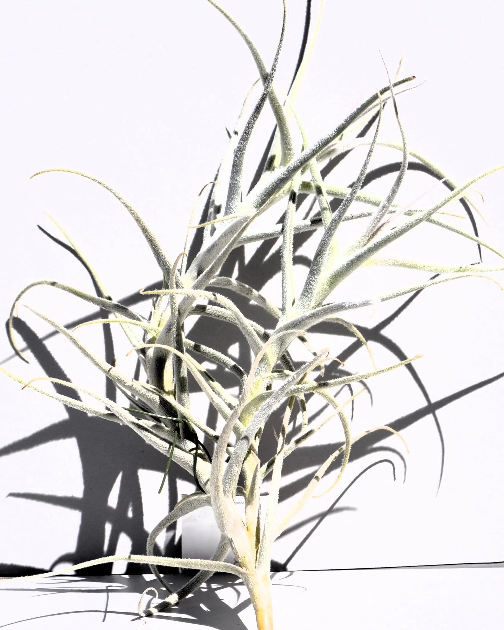 Tillandsia paleacea; planta del aire plateada; Curiosarium; altura 25 cm, diámetro 15-20 cm