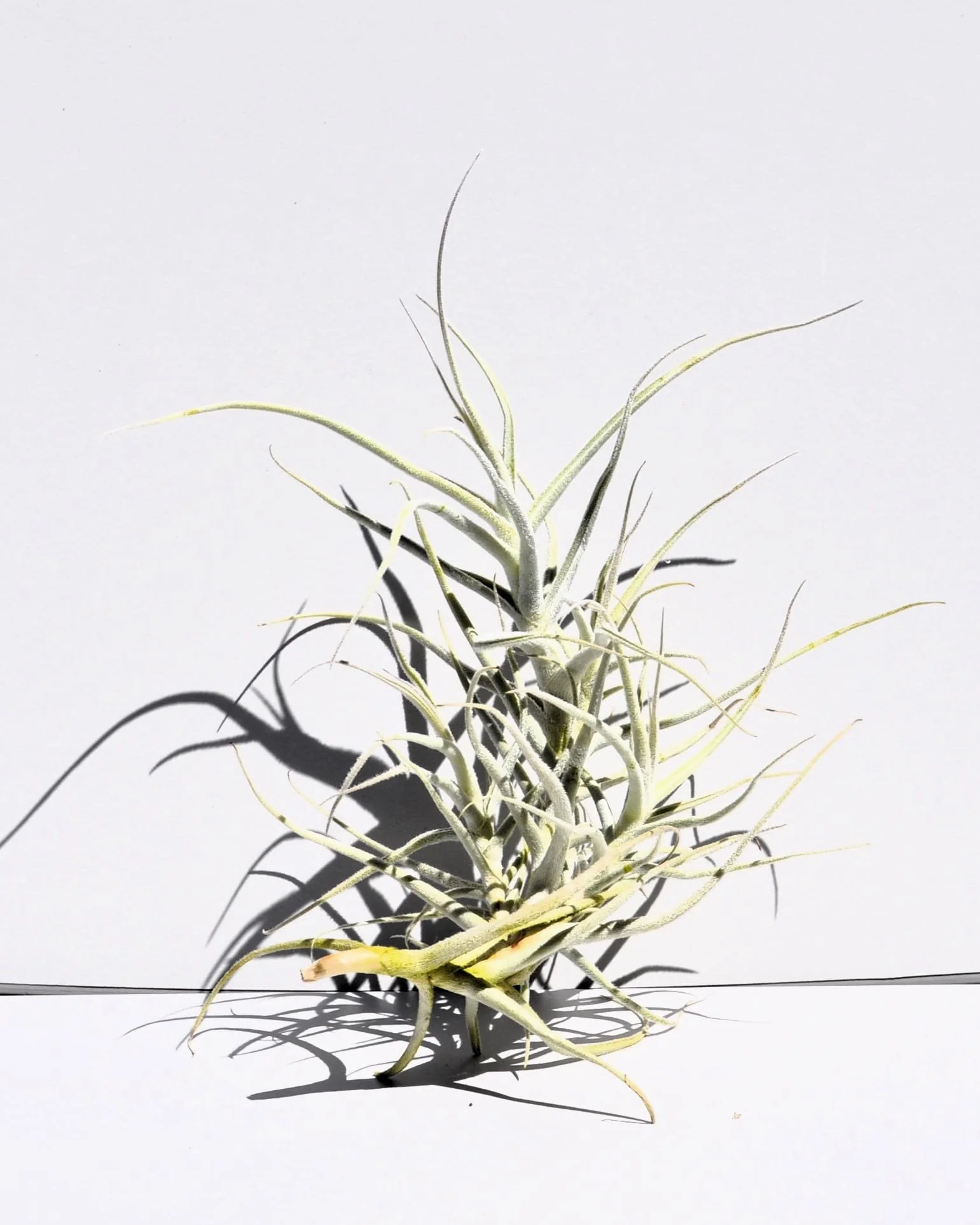 Tillandsia paleacea; planta del aire plateada; Curiosarium; altura 25 cm, diámetro 15-20 cm - Image 2