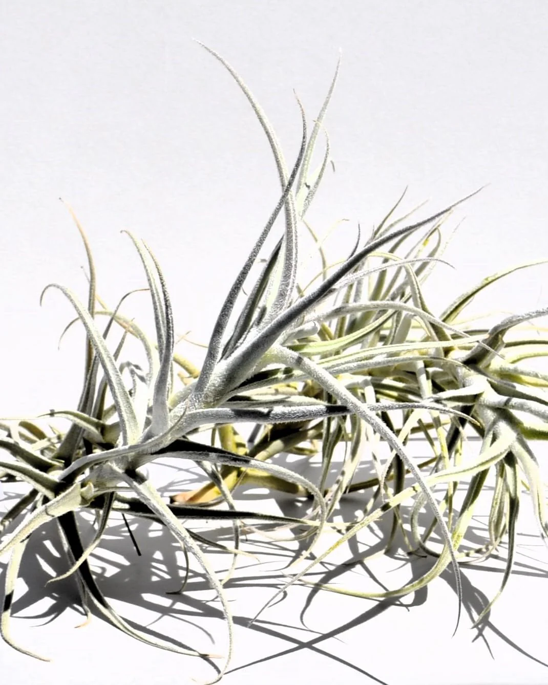Tillandsia paleacea; planta del aire plateada; Curiosarium; altura 25 cm, diámetro 15-20 cm - Image 3