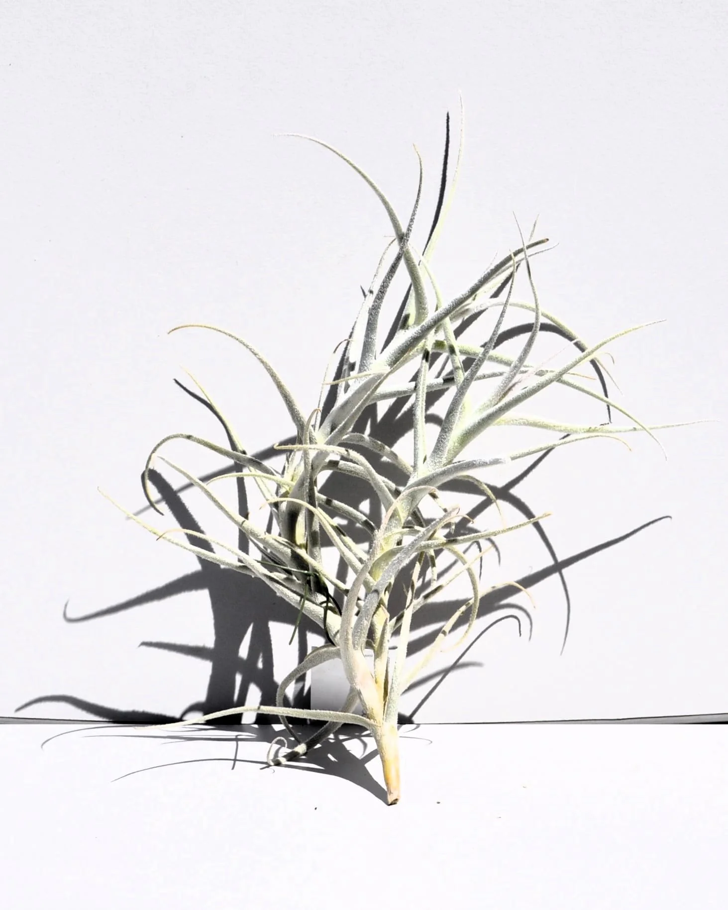 Tillandsia paleacea; planta del aire plateada; Curiosarium; altura 25 cm, diámetro 15-20 cm - Image 5