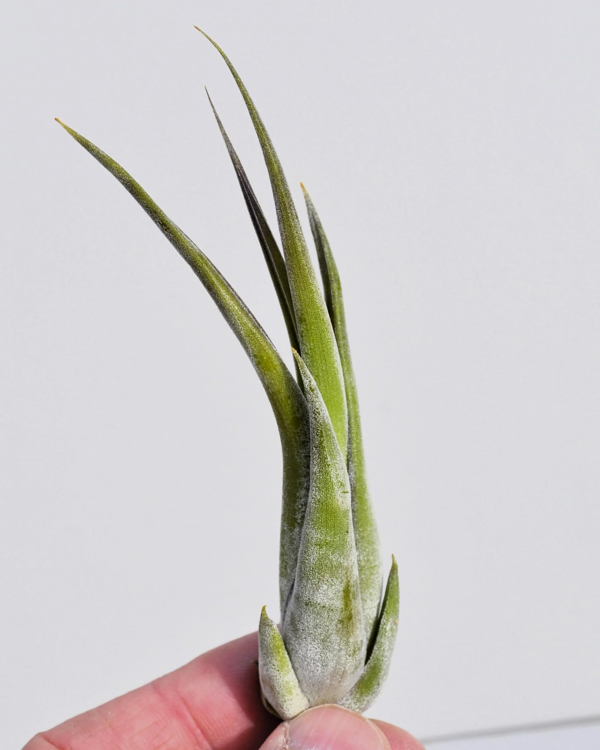 Tillandsia paucifolia; planta del aire, fácil cultivo; Curiosarium; altura 12 cm, diámetro 8 cm - Image 2