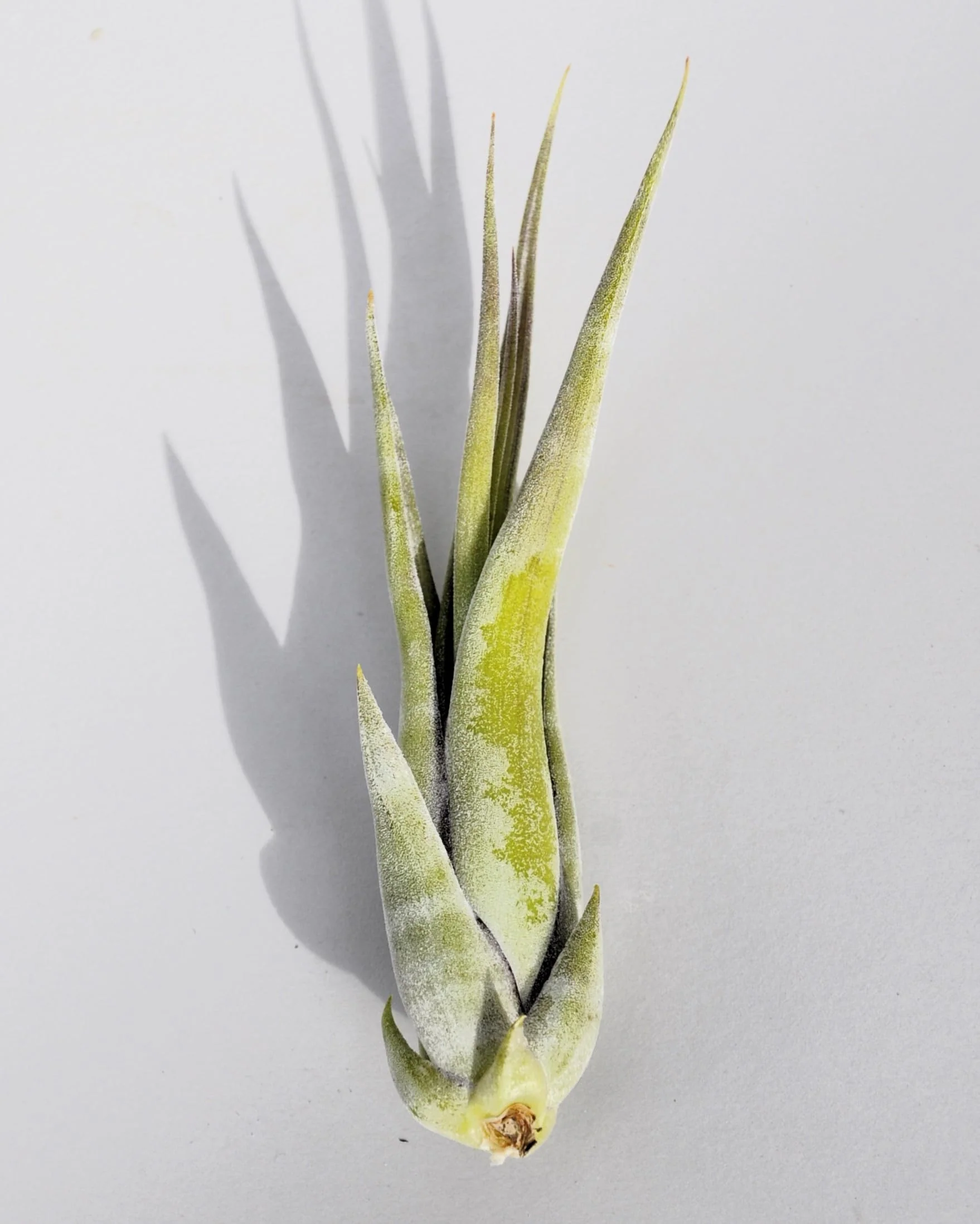 Tillandsia paucifolia; planta del aire, fácil cultivo; Curiosarium; altura 12 cm, diámetro 8 cm - Image 3