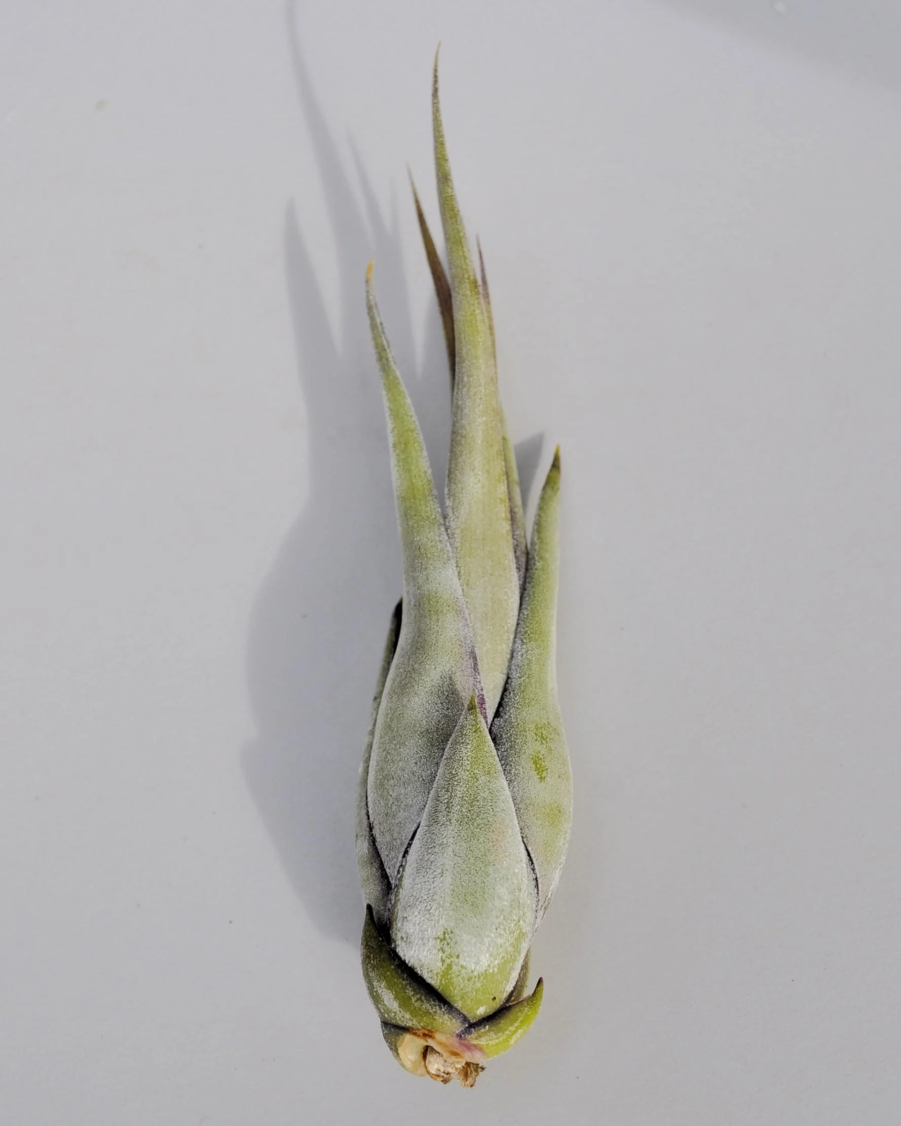 Tillandsia paucifolia; planta del aire, fácil cultivo; Curiosarium; altura 12 cm, diámetro 8 cm - Image 4