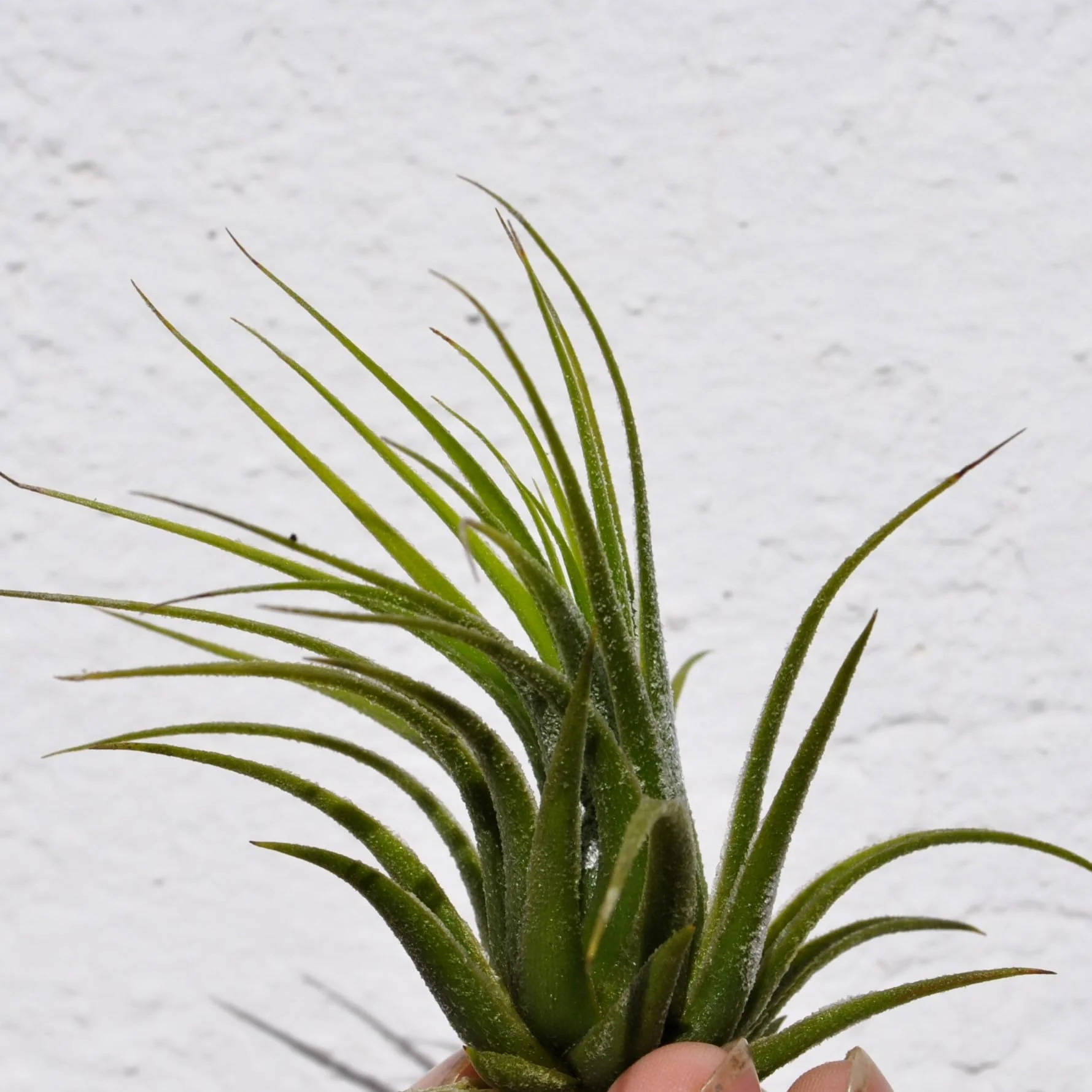 Tillandsia scaposa; planta del aire, ideal para principiantes; Curiosarium; altura 8-10 cm, diámetro 8-10 cm - Image 2