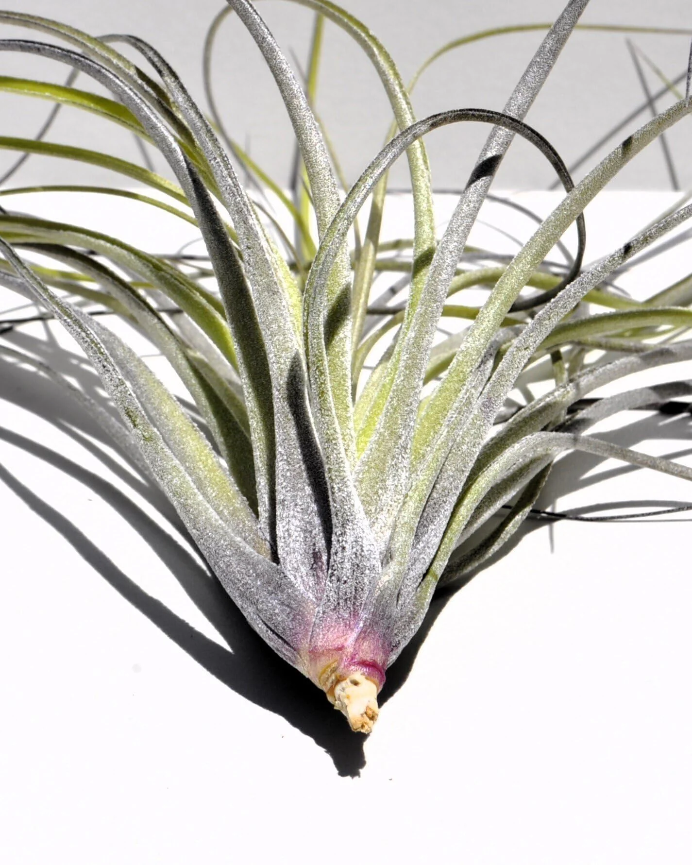 Tillandsia stricta; planta del aire, clavel del aire, verde grisácea; Curiosarium; altura 12 cm, diámetro 10 cm