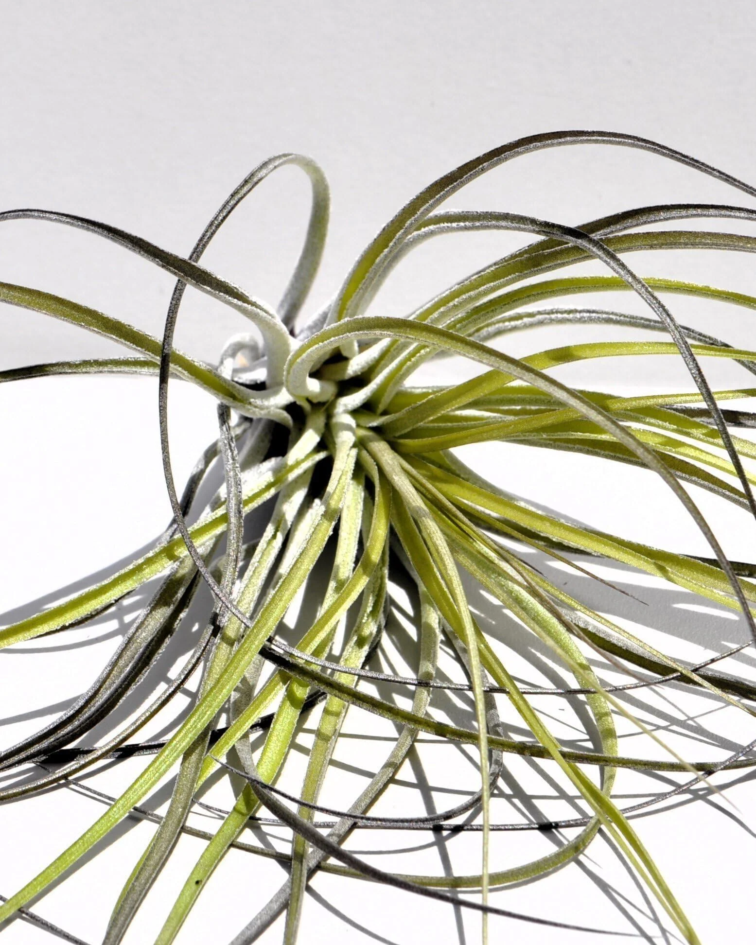 Tillandsia stricta; planta del aire, clavel del aire, verde grisácea; Curiosarium; altura 12 cm, diámetro 10 cm - Image 3