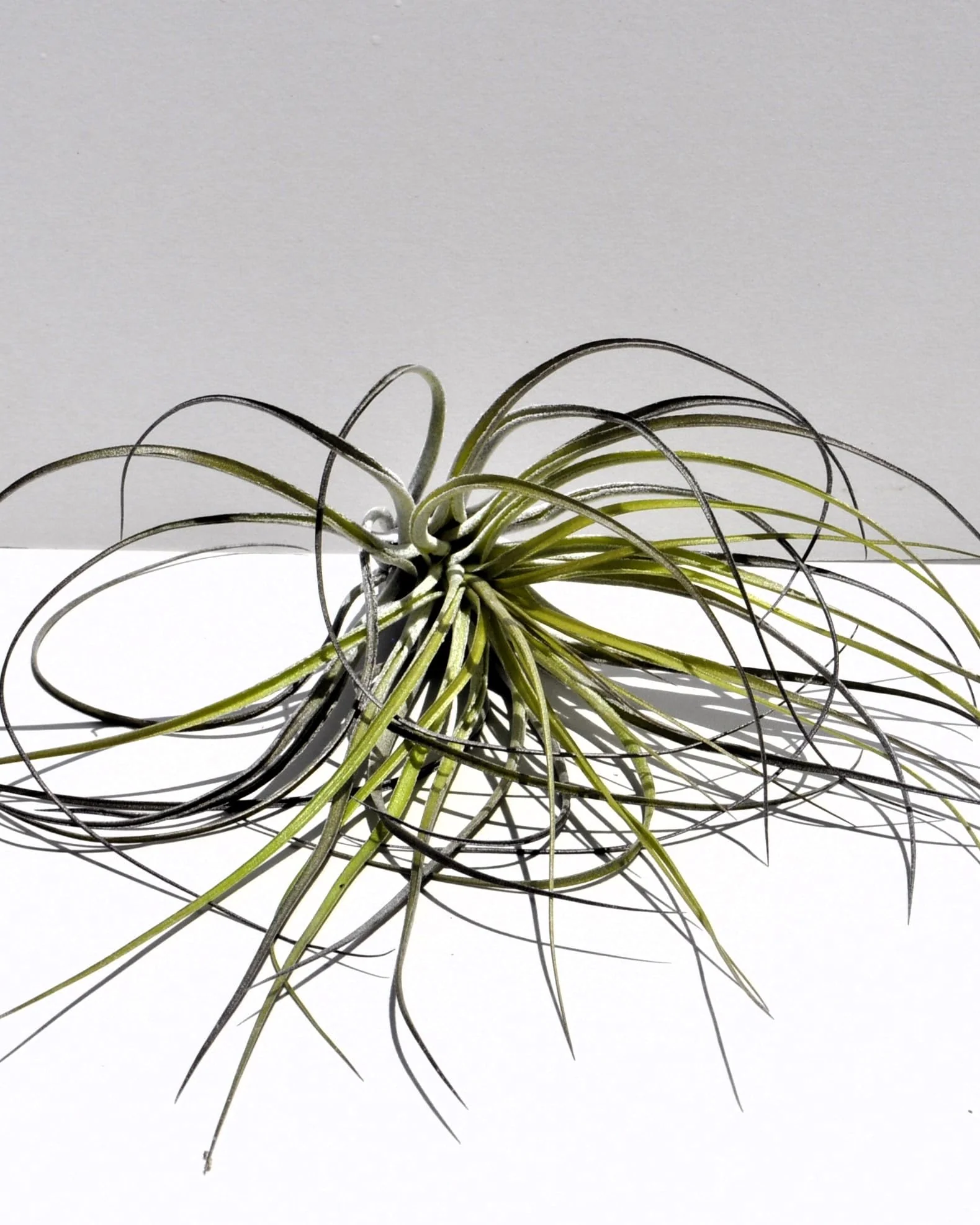 Tillandsia stricta; planta del aire, clavel del aire, verde grisácea; Curiosarium; altura 12 cm, diámetro 10 cm - Image 4
