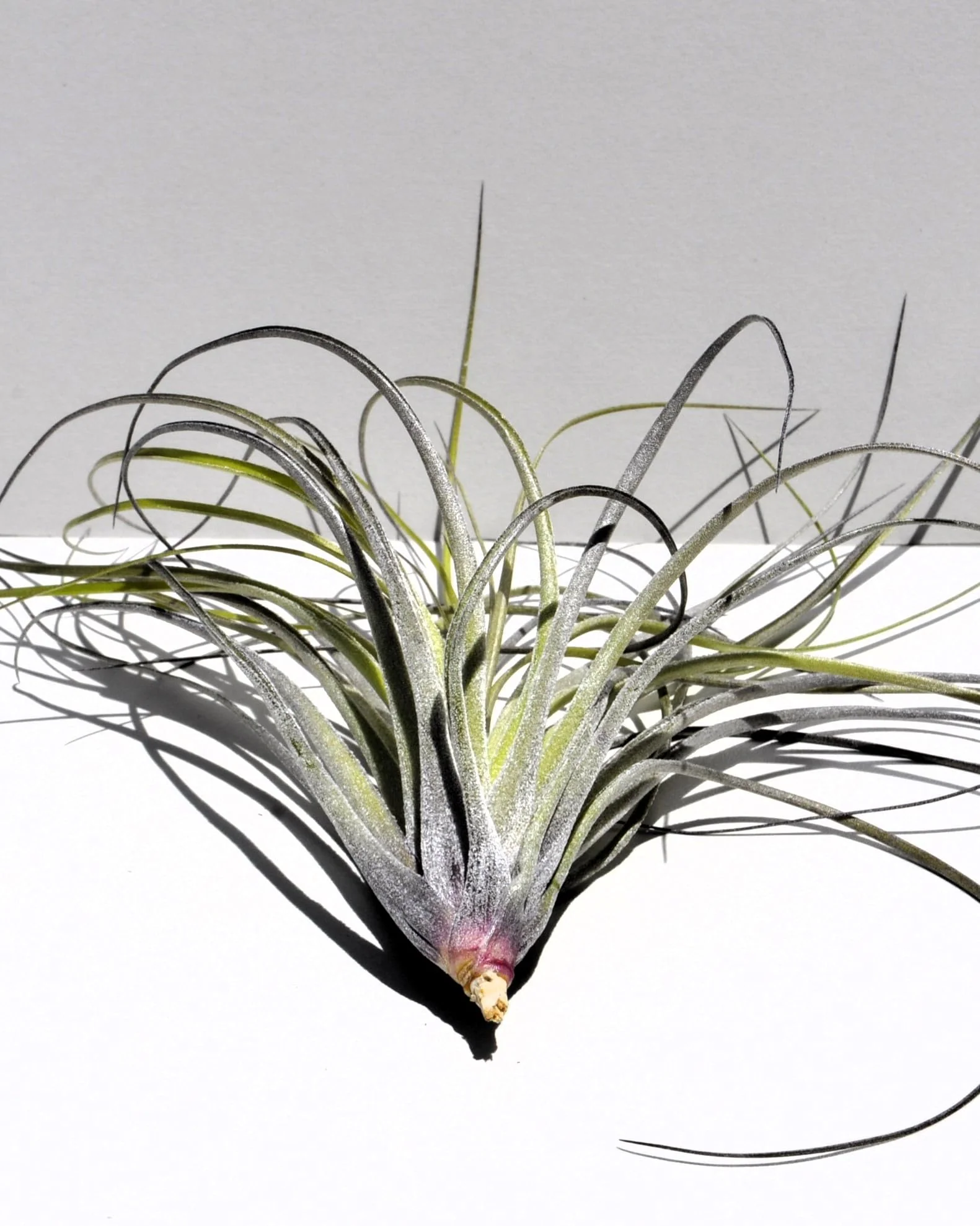 Tillandsia stricta; planta del aire, clavel del aire, verde grisácea; Curiosarium; altura 12 cm, diámetro 10 cm - Image 5