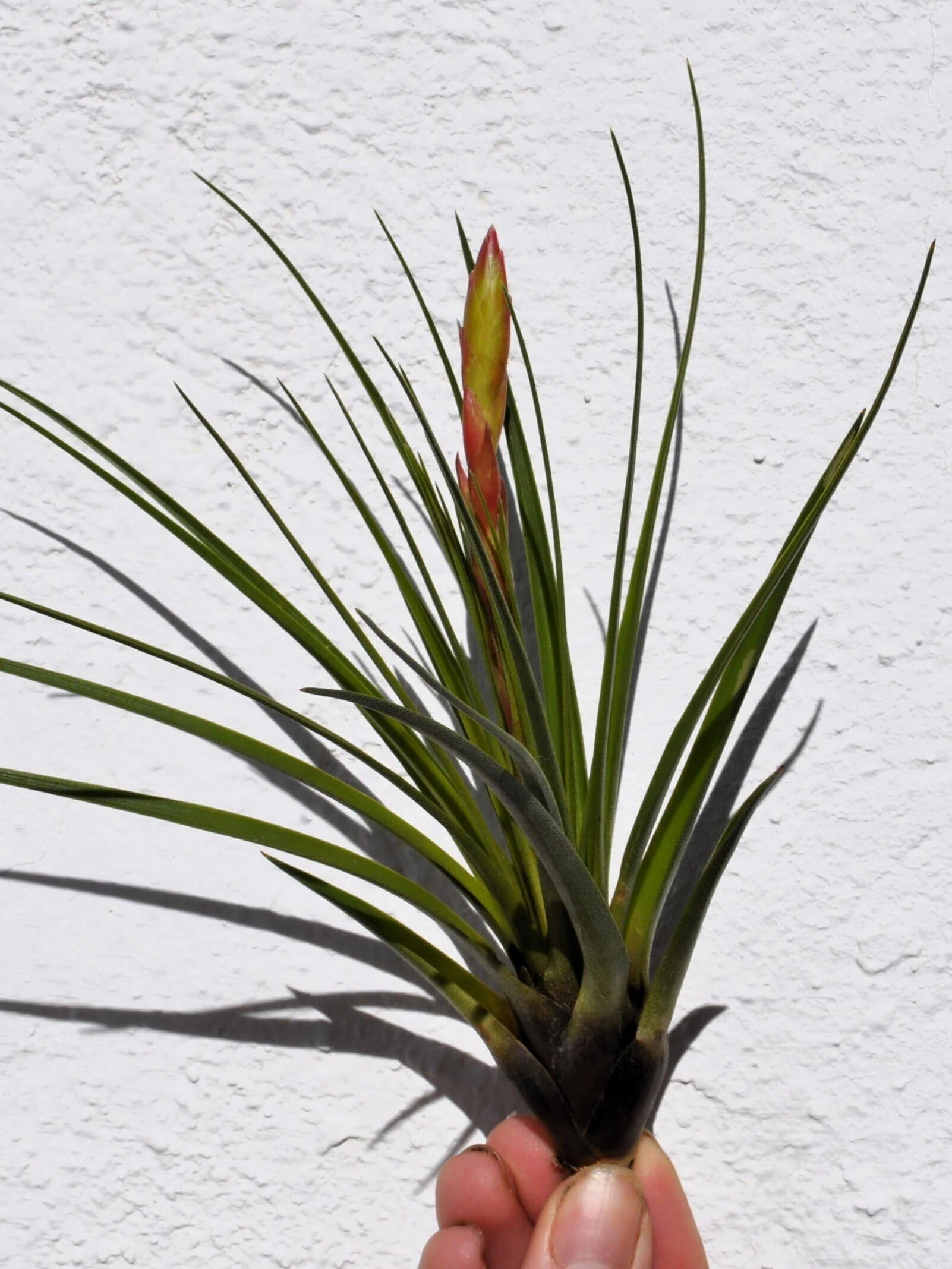 Tillandsia tricolor [M]; planta del aire, inflorescencia tricolor; Curiosarium; altura 18 cm, diámetro 15-20 cm