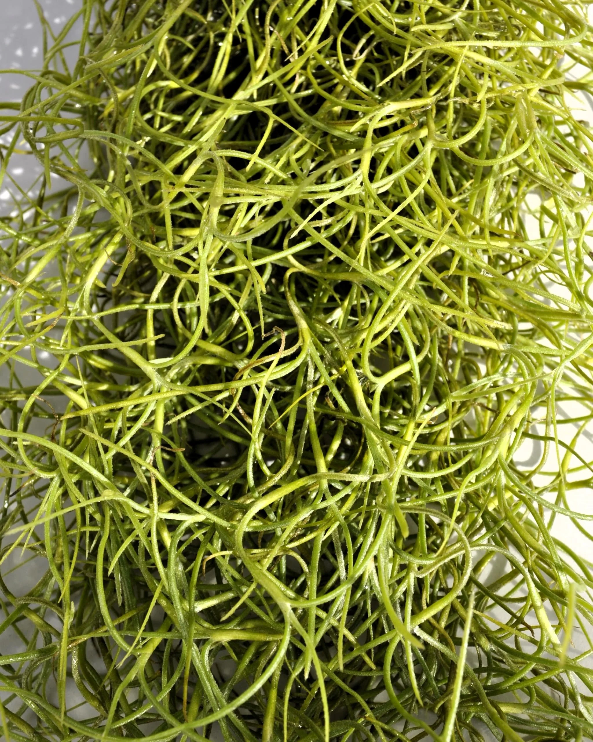 Tillandsia usneoides [XL] (barba de viejo); planta del aire colgante; Curiosarium; longitud 100 cm, diámetro 15 cm - Image 3