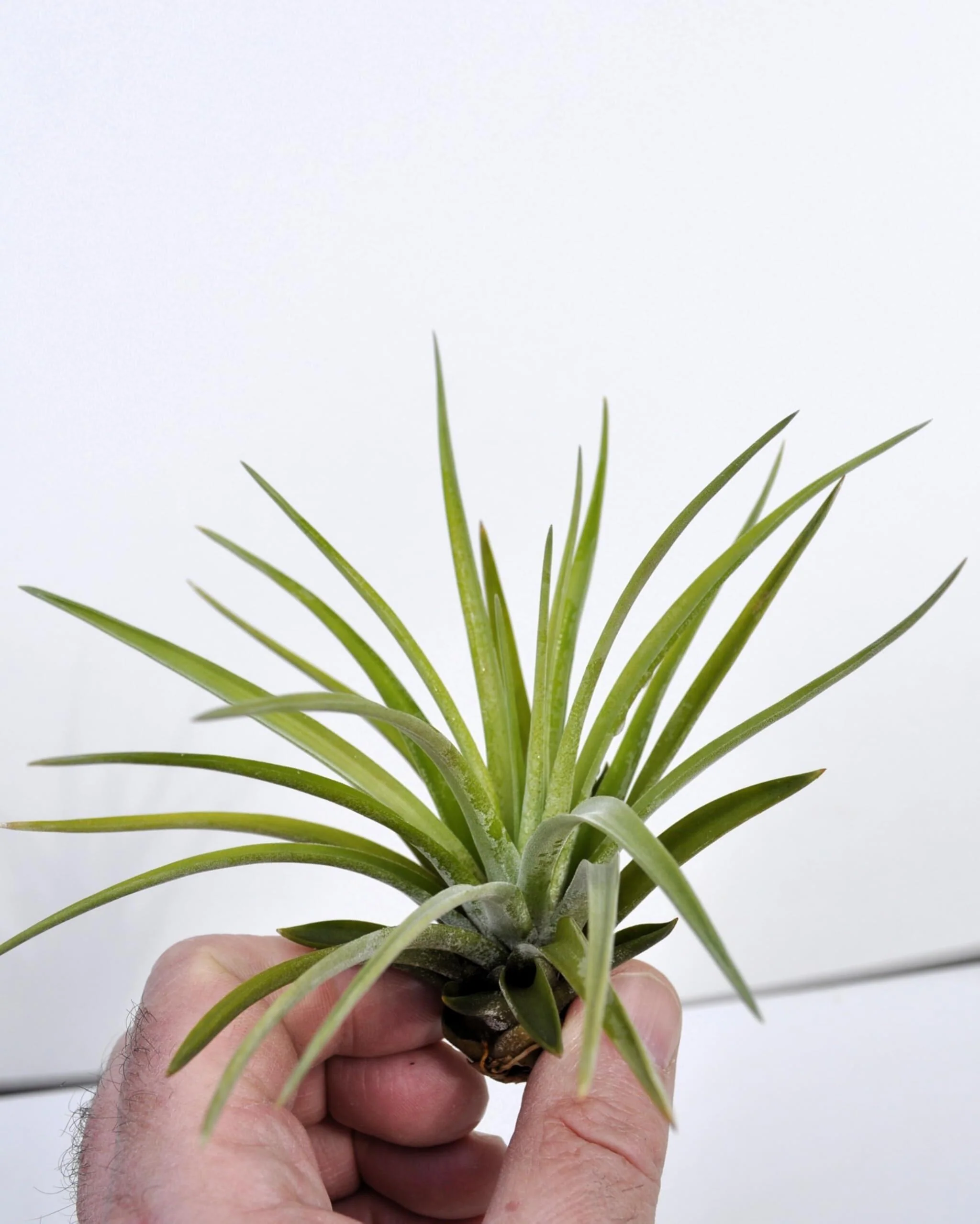 Tillandsia velutina; planta del aire, verde y gris aterciopelado; Curiosarium; altura 15 cm, diámetro 15-20 cm - Image 3