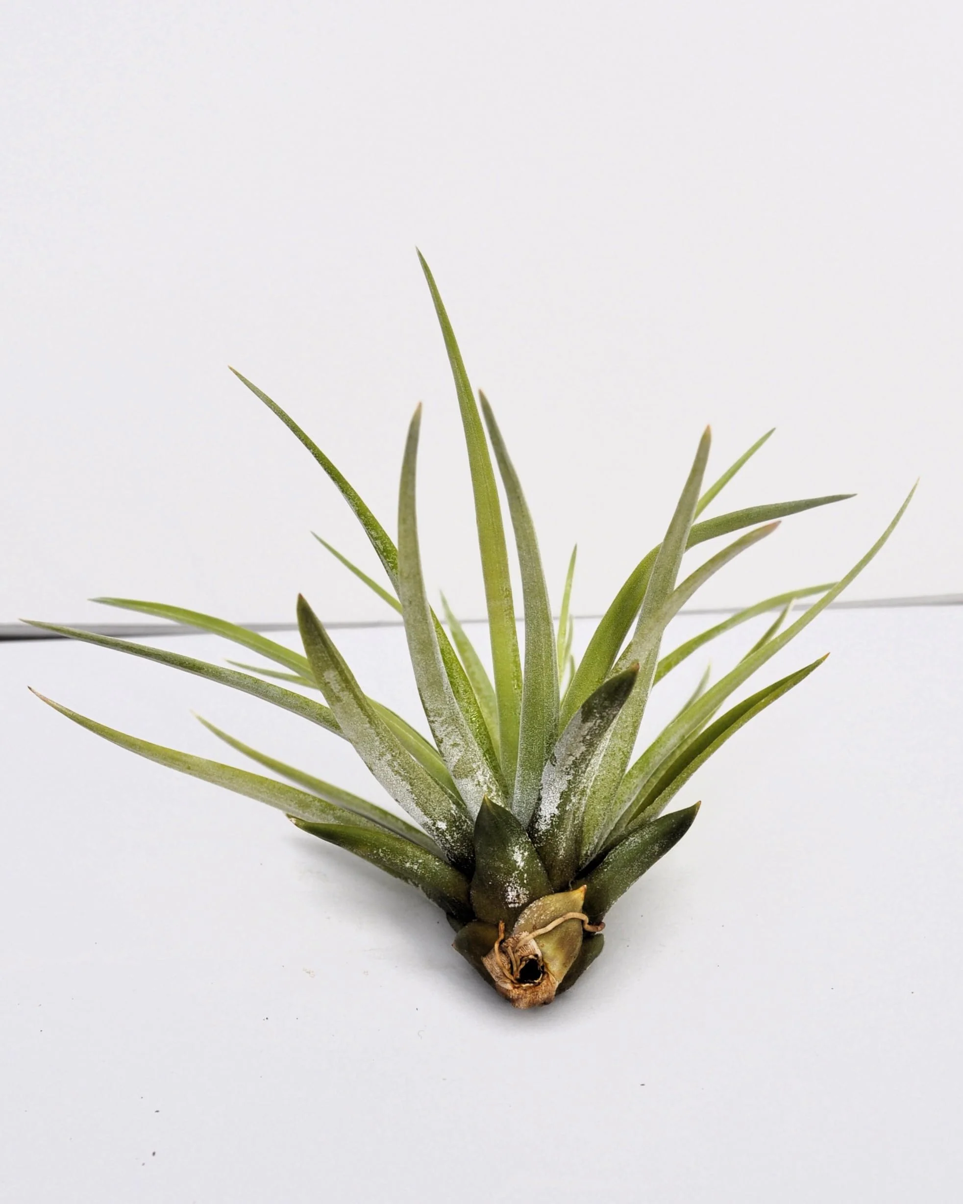 Tillandsia velutina; planta del aire, verde y gris aterciopelado; Curiosarium; altura 15 cm, diámetro 15-20 cm - Image 4
