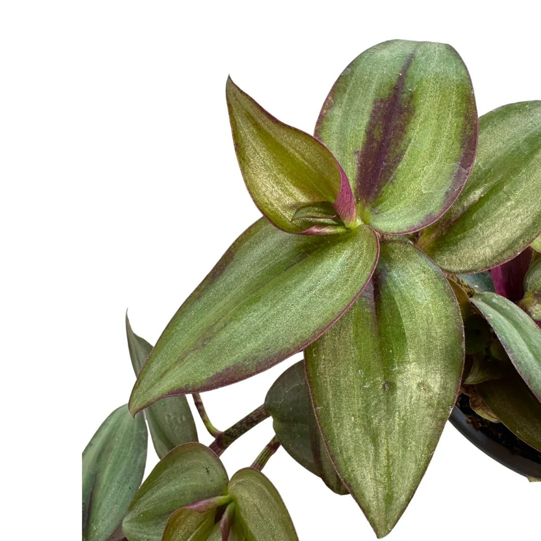 Tradescantia Planta De Amor De Hombre Maceta 11cm - Image 2