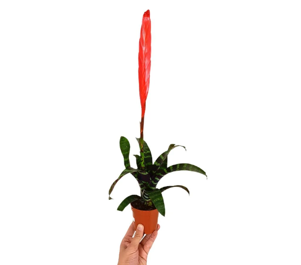 Vriesea Era M9