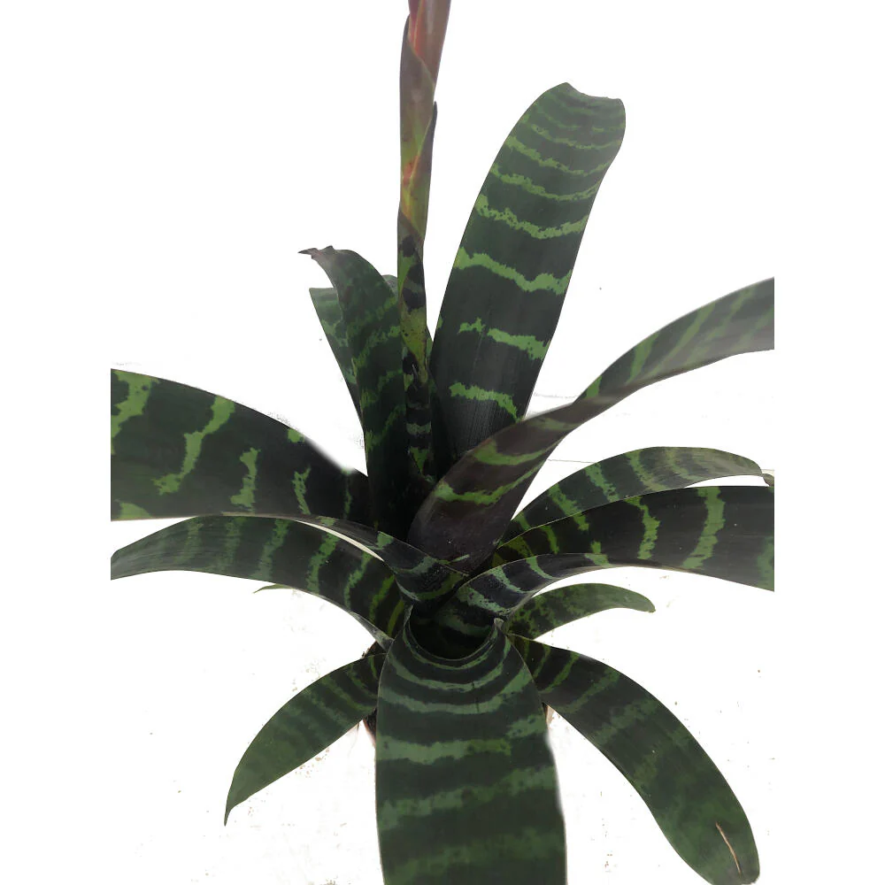 Vriesea Era M9 - Image 2