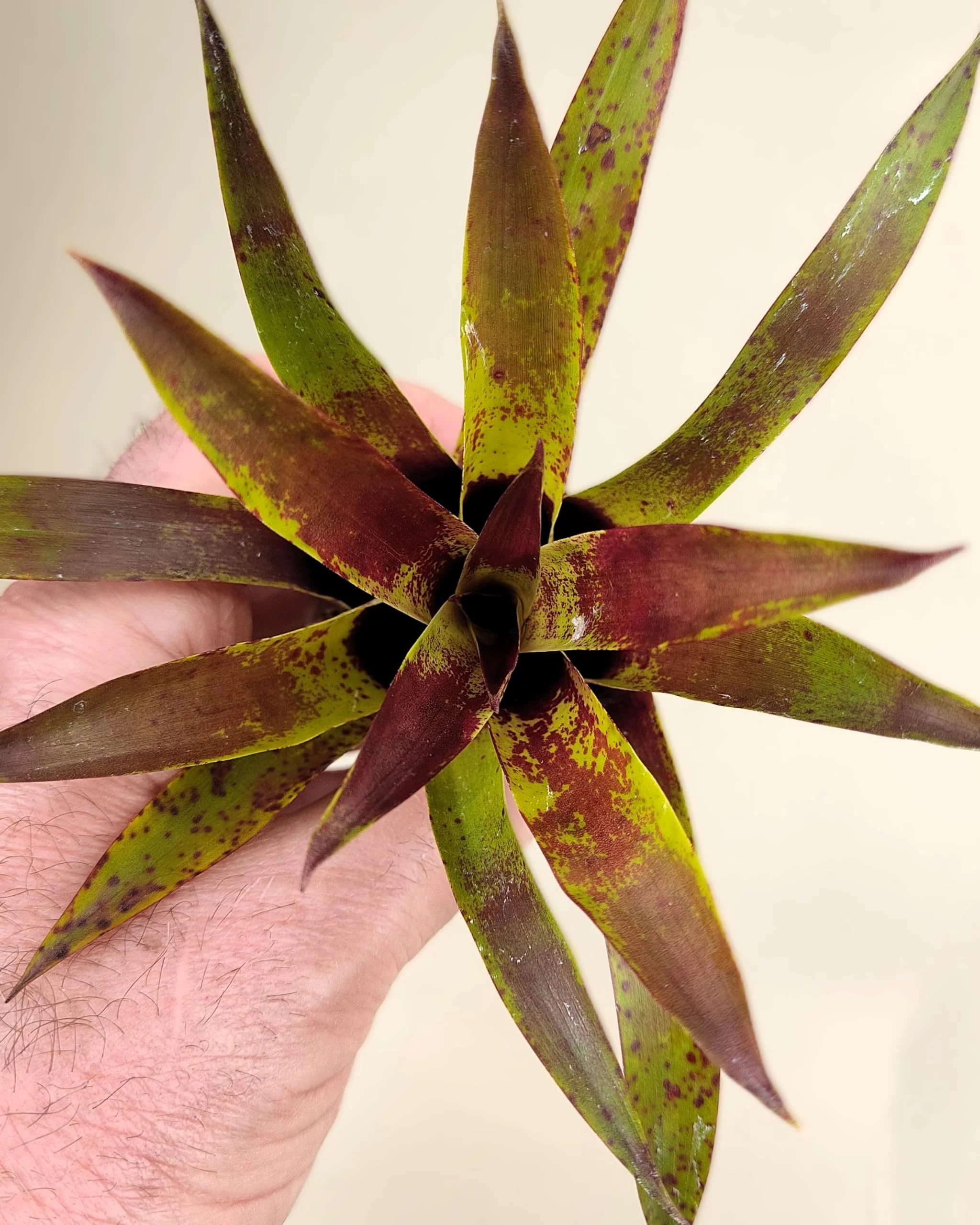 Vriesea lubbersii; bromelia verde y púrpura; Curiosarium; altura 15 cm, diámetro 10 cm - Image 2