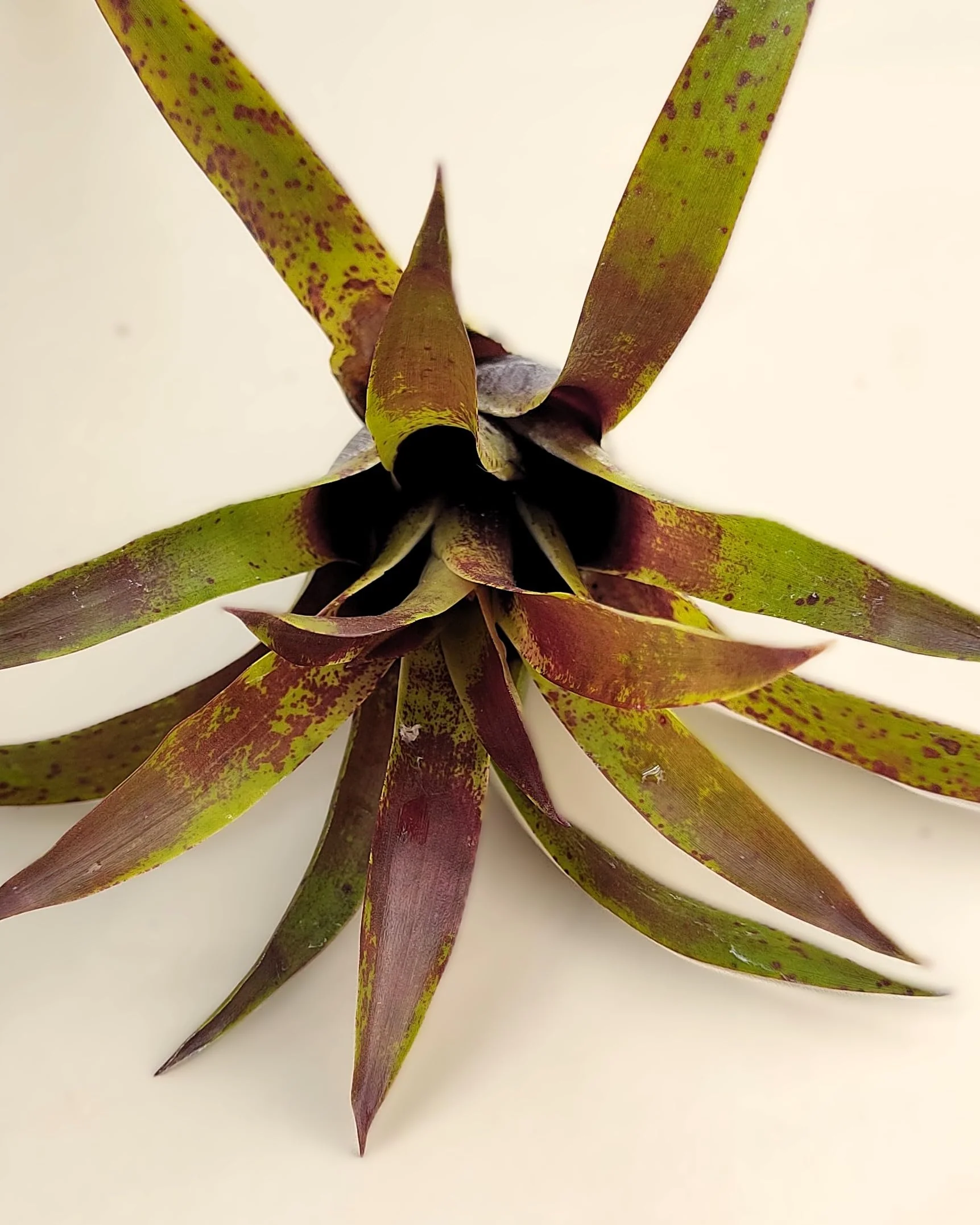 Vriesea lubbersii; bromelia verde y púrpura; Curiosarium; altura 15 cm, diámetro 10 cm - Image 3