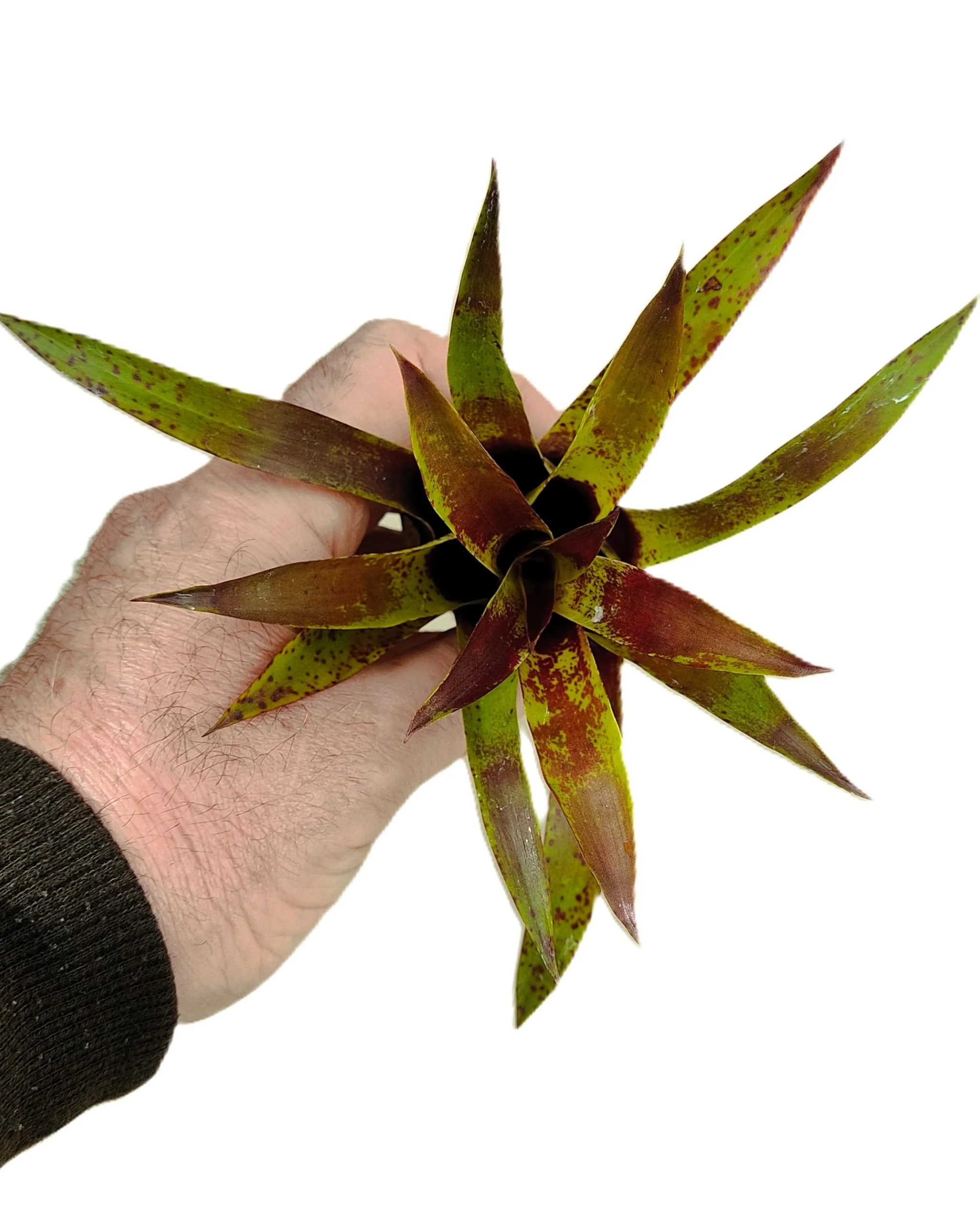 Vriesea lubbersii; bromelia verde y púrpura; Curiosarium; altura 15 cm, diámetro 10 cm - Image 4