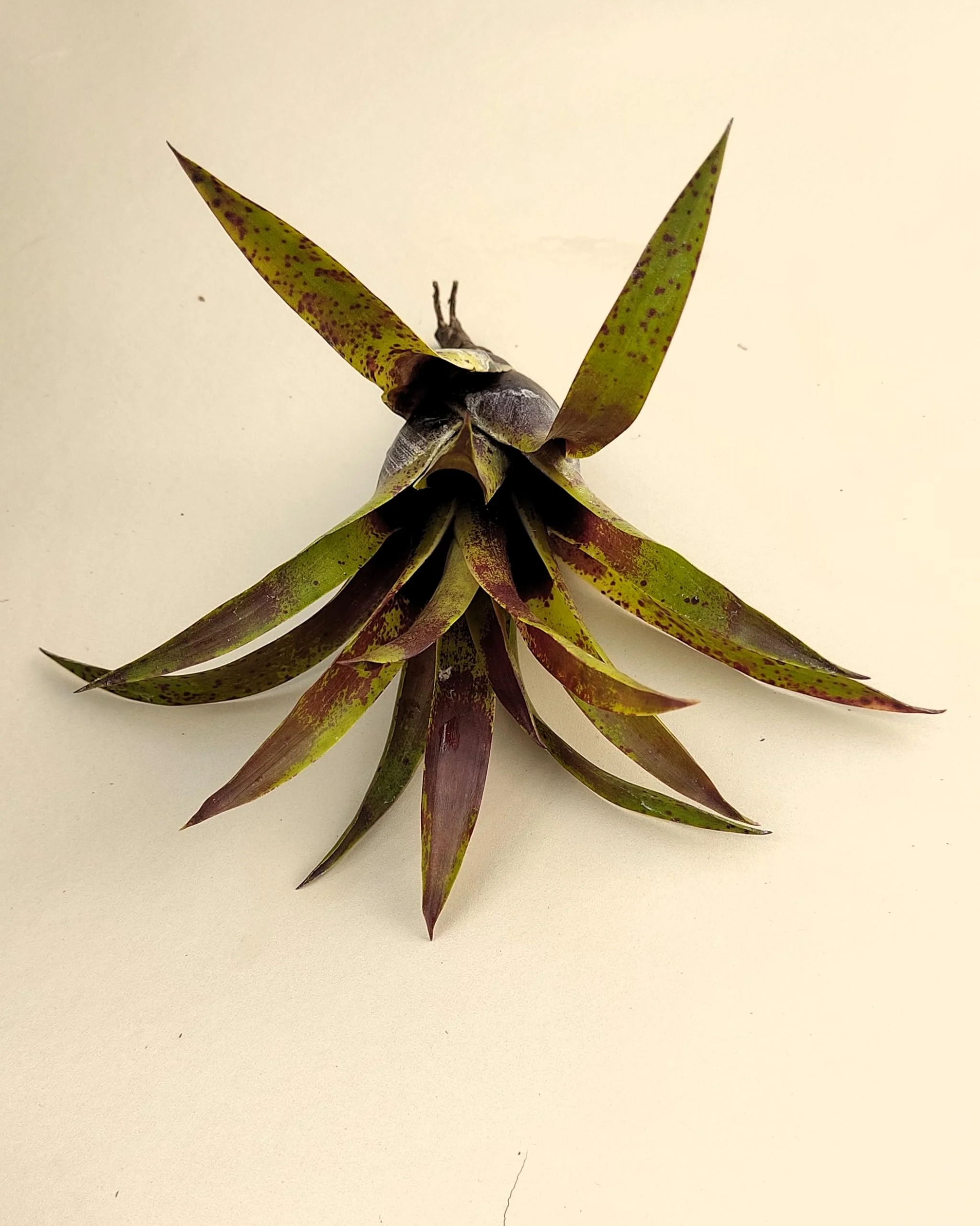 Vriesea lubbersii; bromelia verde y púrpura; Curiosarium; altura 15 cm, diámetro 10 cm - Image 5