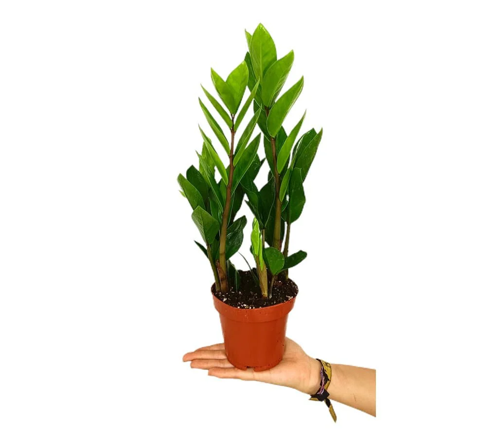 Zamioculca Zamiifolia M12