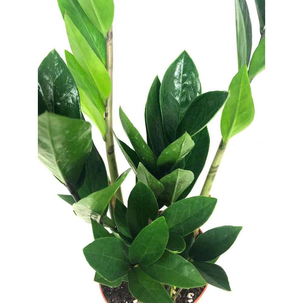 Zamioculca Zamiifolia M12 - Image 3